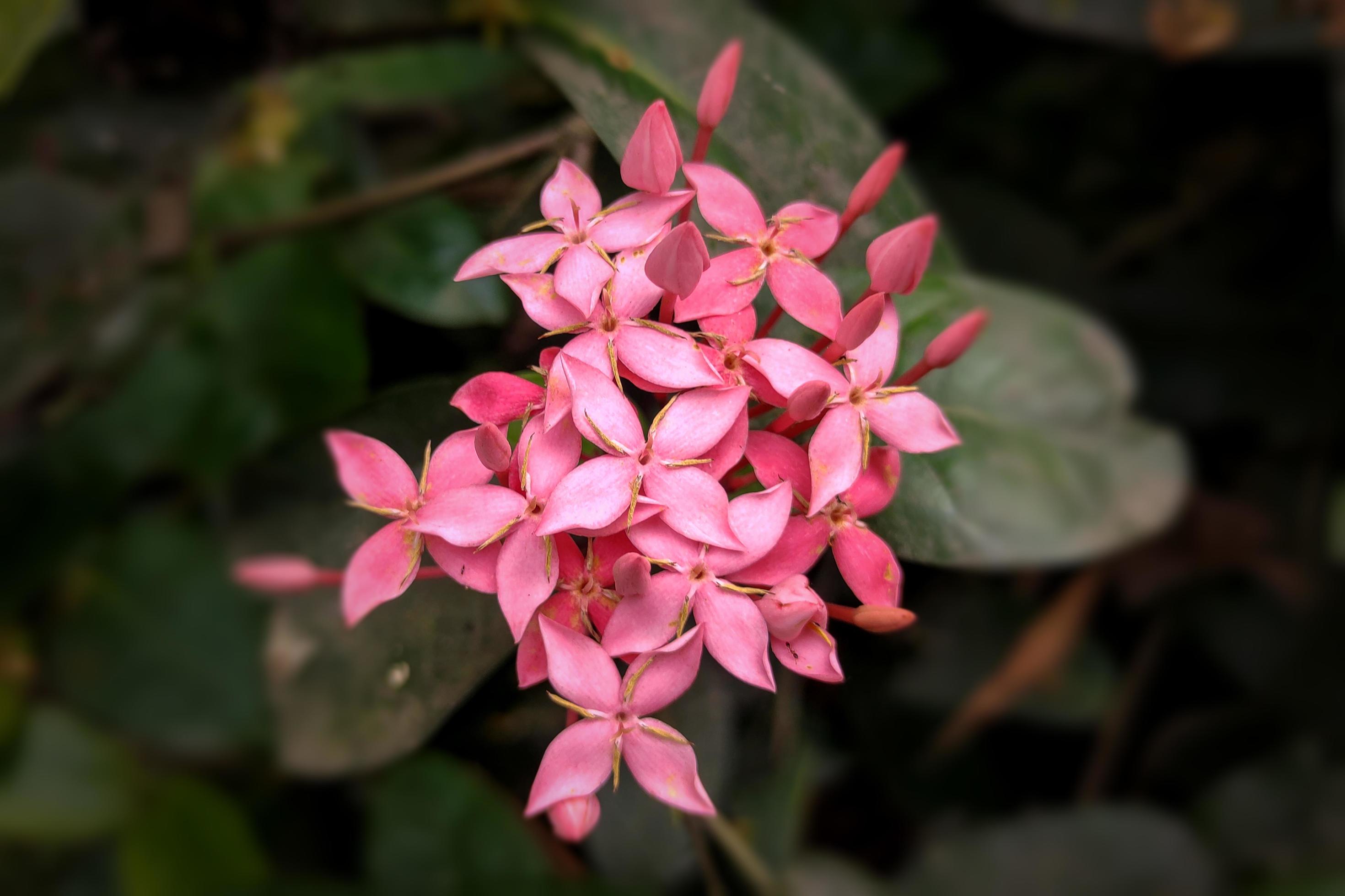 Pink Chaines Ixora Flower in Full Bloom Stock Free