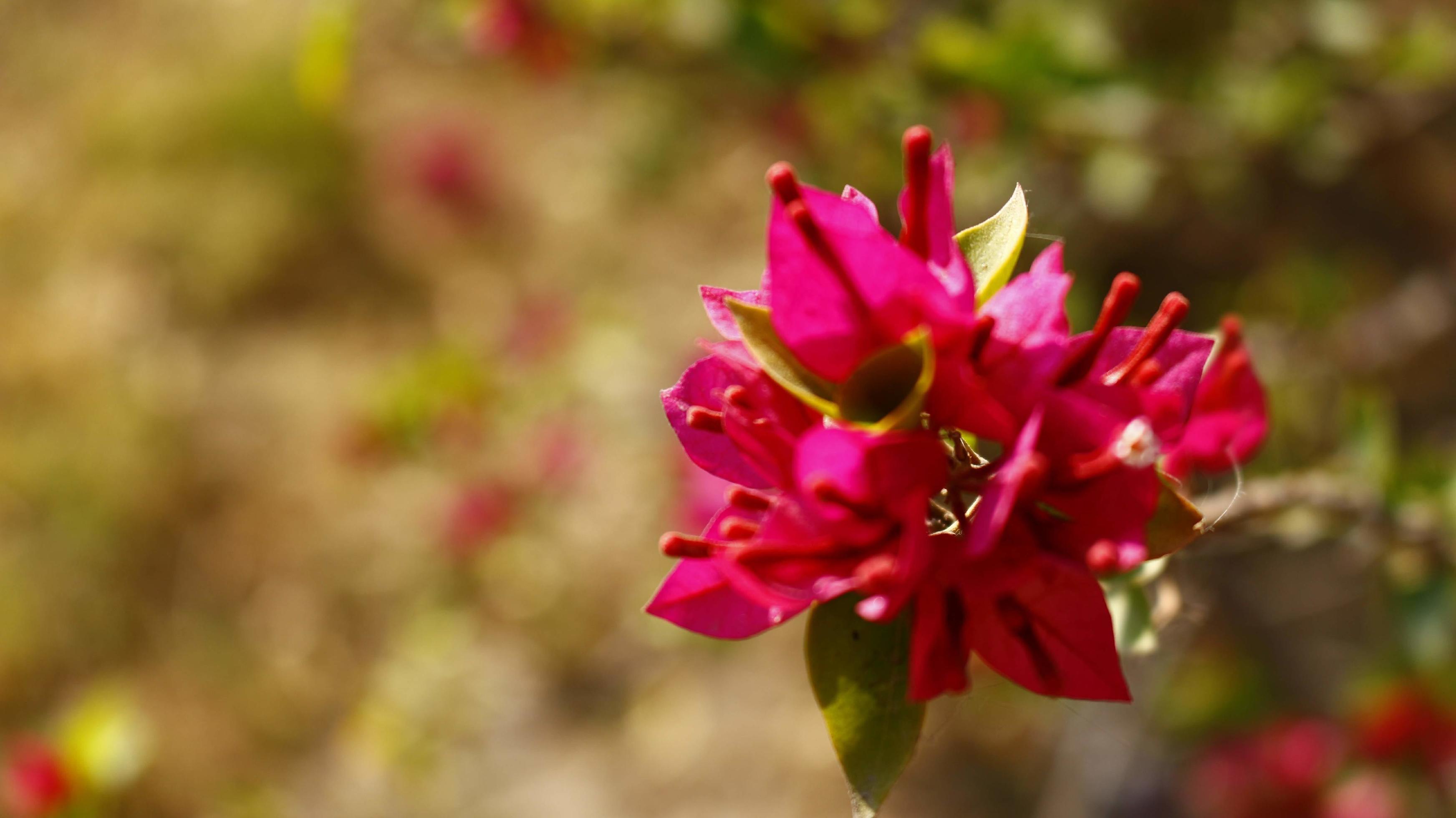 Bright Colored Flowering Plants in Outdoor Garden In Karachi Pakistan 2022 Stock Free