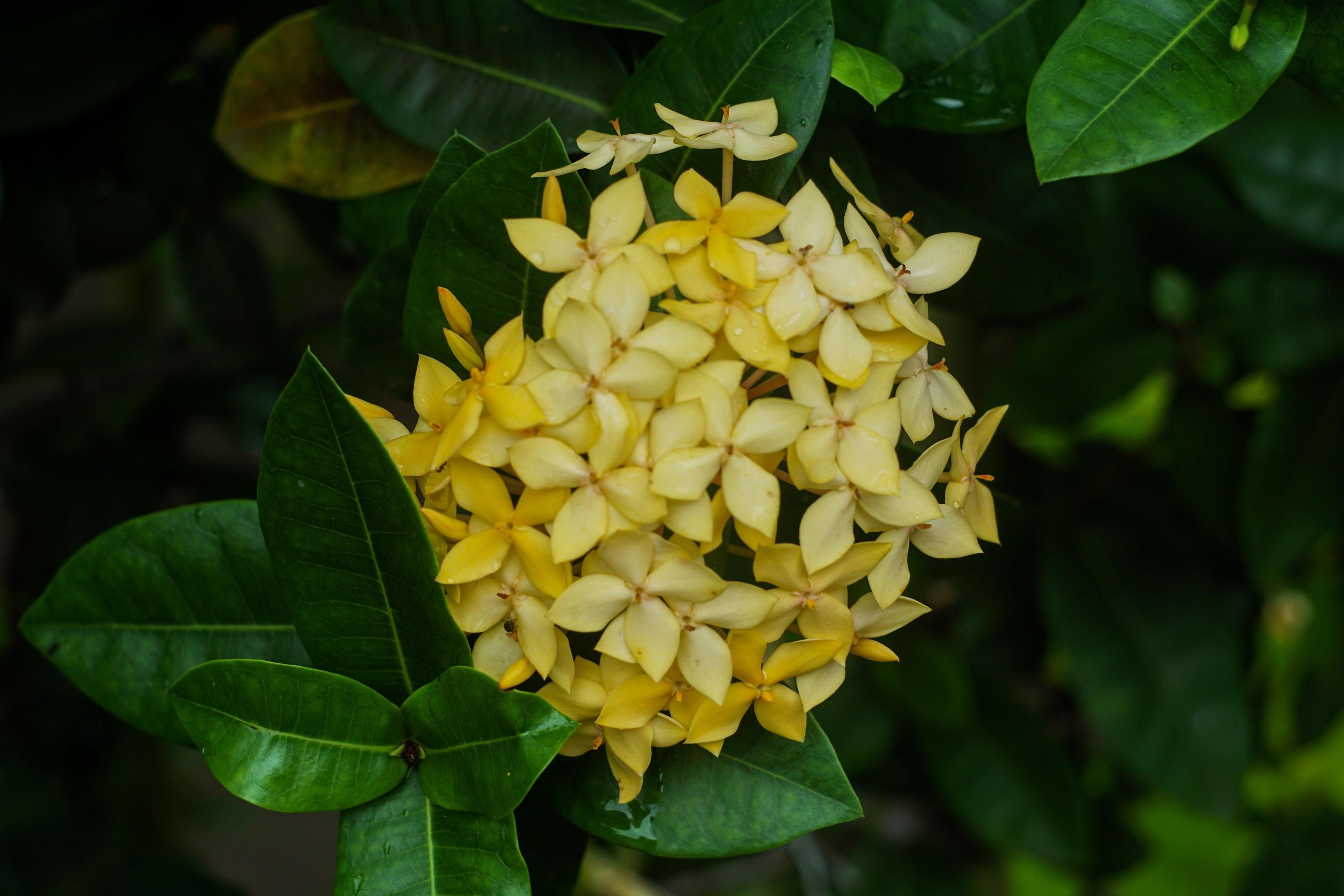 Bunga Jarum or yellow flower blooming in the garden Stock Free