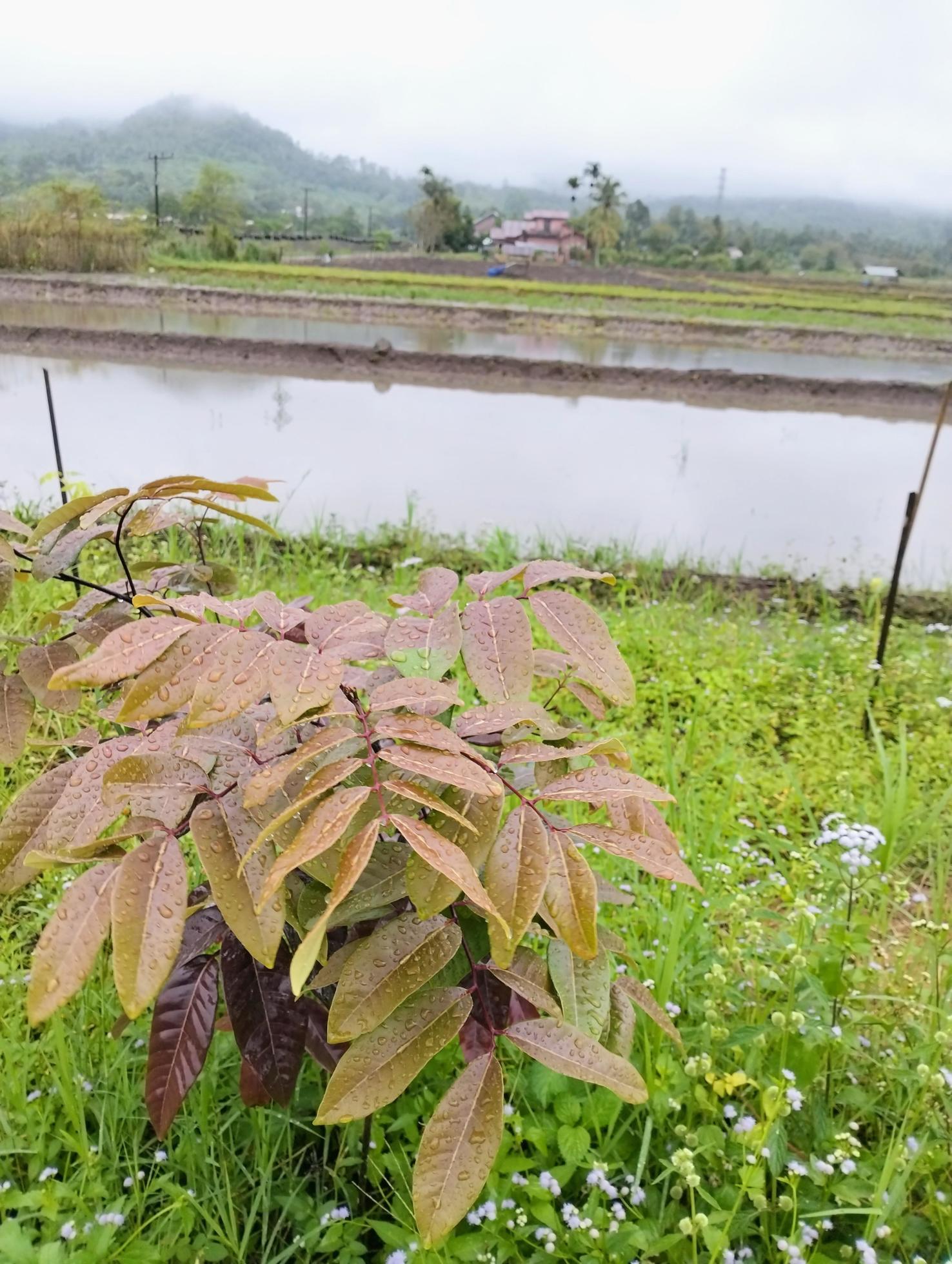 Photo longan dimocarpus, longan leaves selected fokus for natural backround Stock Free