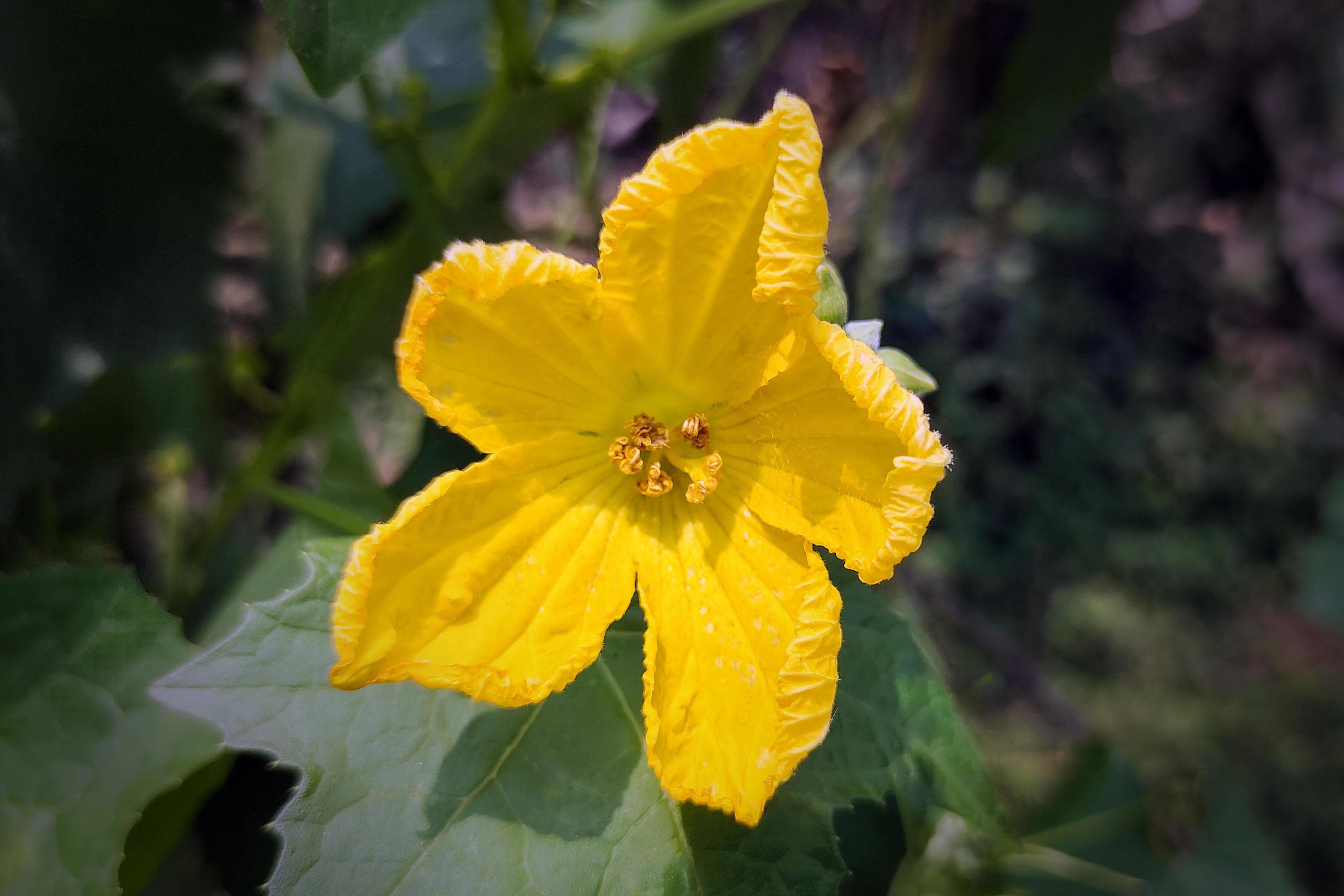 Squash Flower Stuffed by Vegetable Stew Stock Free