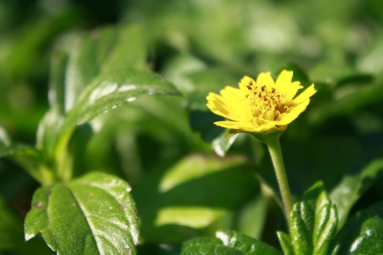 Yellow Flower Green Background Stock Free