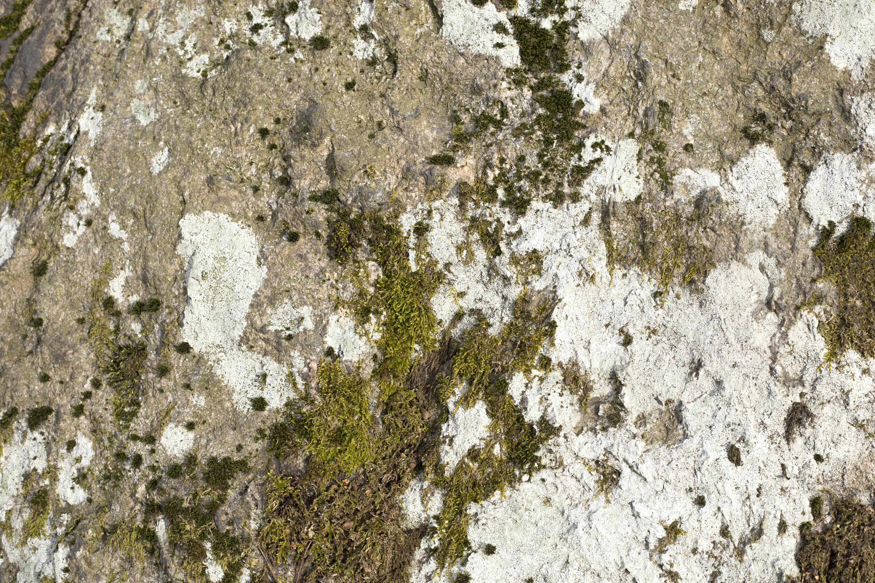 Abstract natural background. Moss and stone texture. Close-up of the nature elements. Stock Free