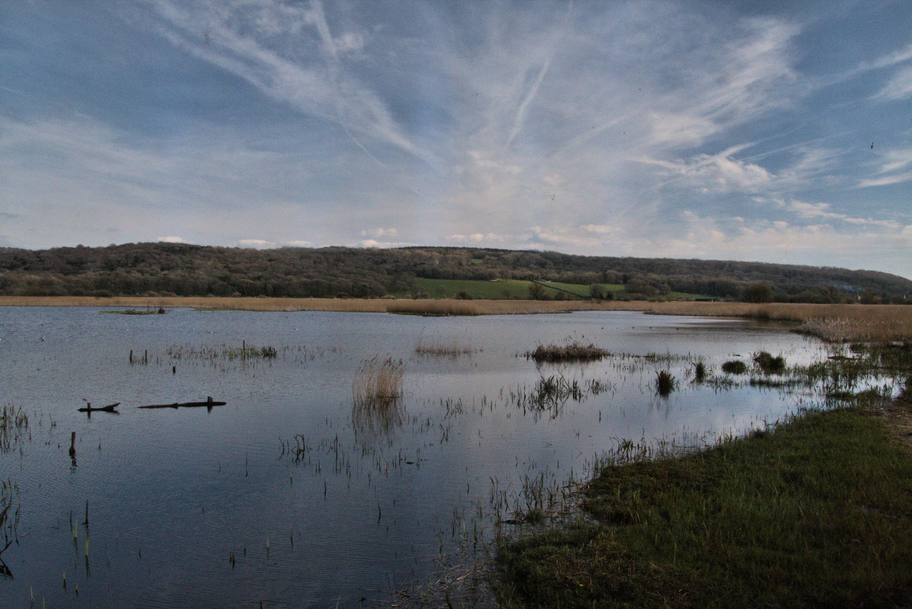 A view of Leighton Moss Nature Reserve Stock Free