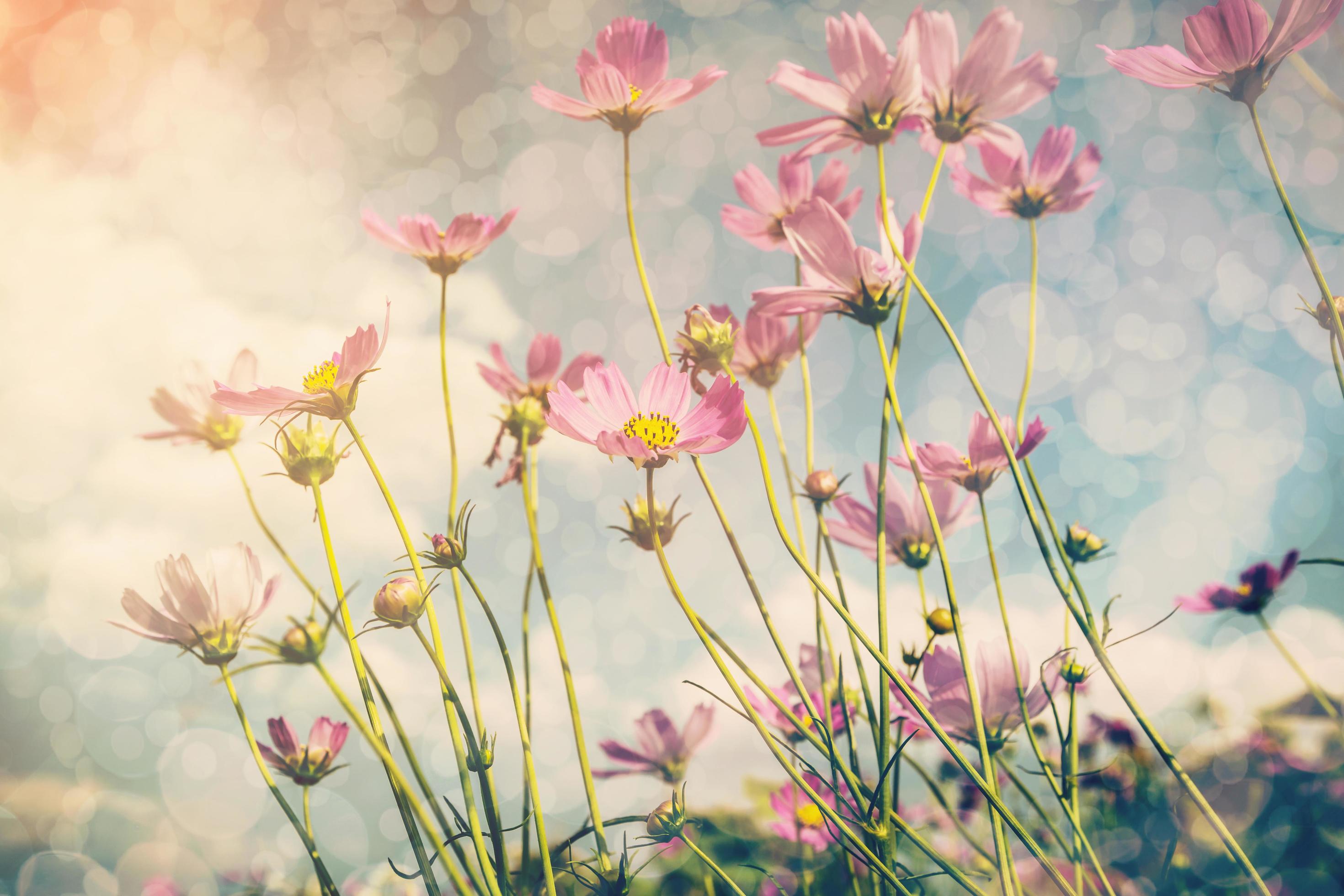 Cosmos flower and sunlight with vintage tone. Stock Free