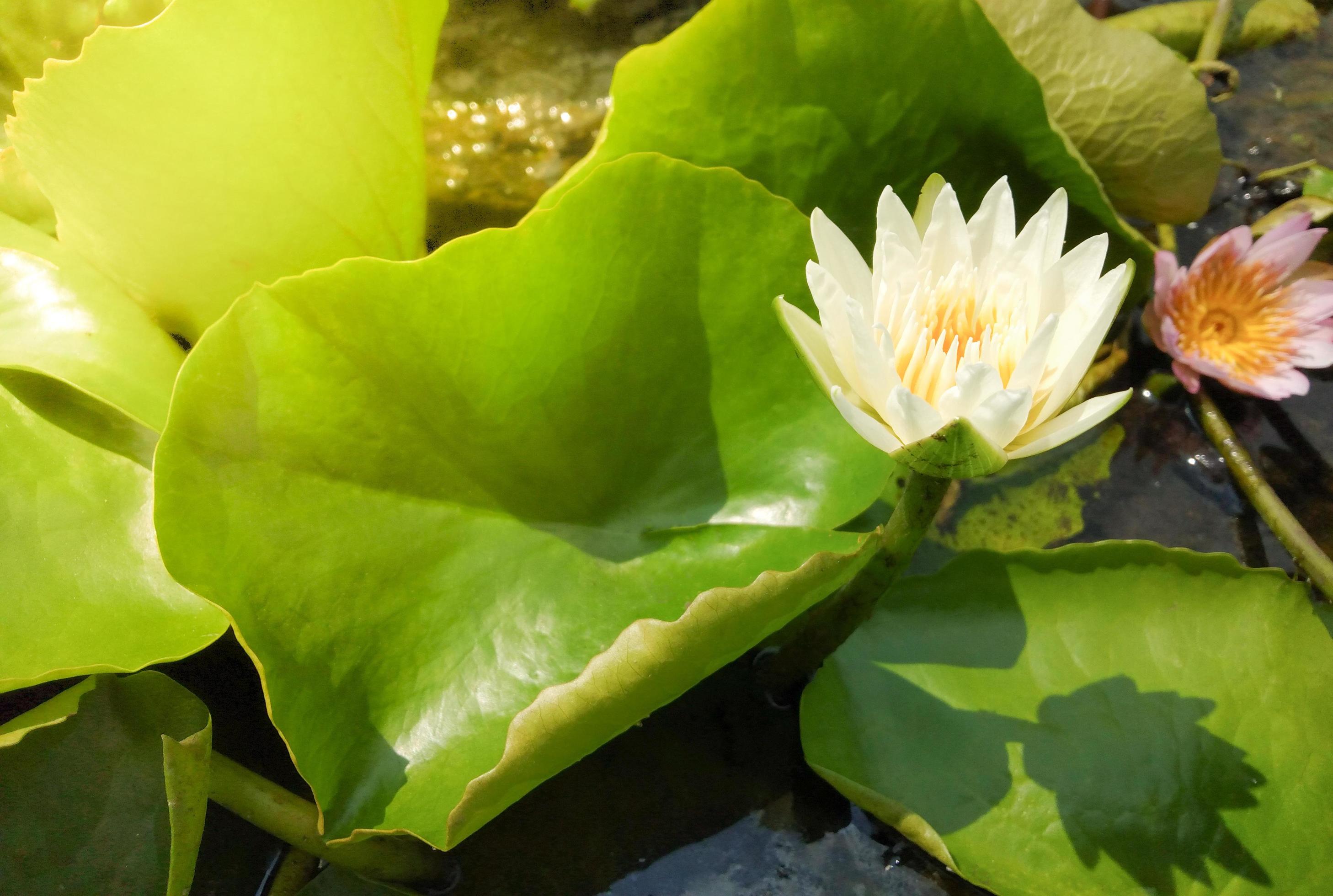 White lotus flower blooming over green leaves on a sunny day. copy space Stock Free