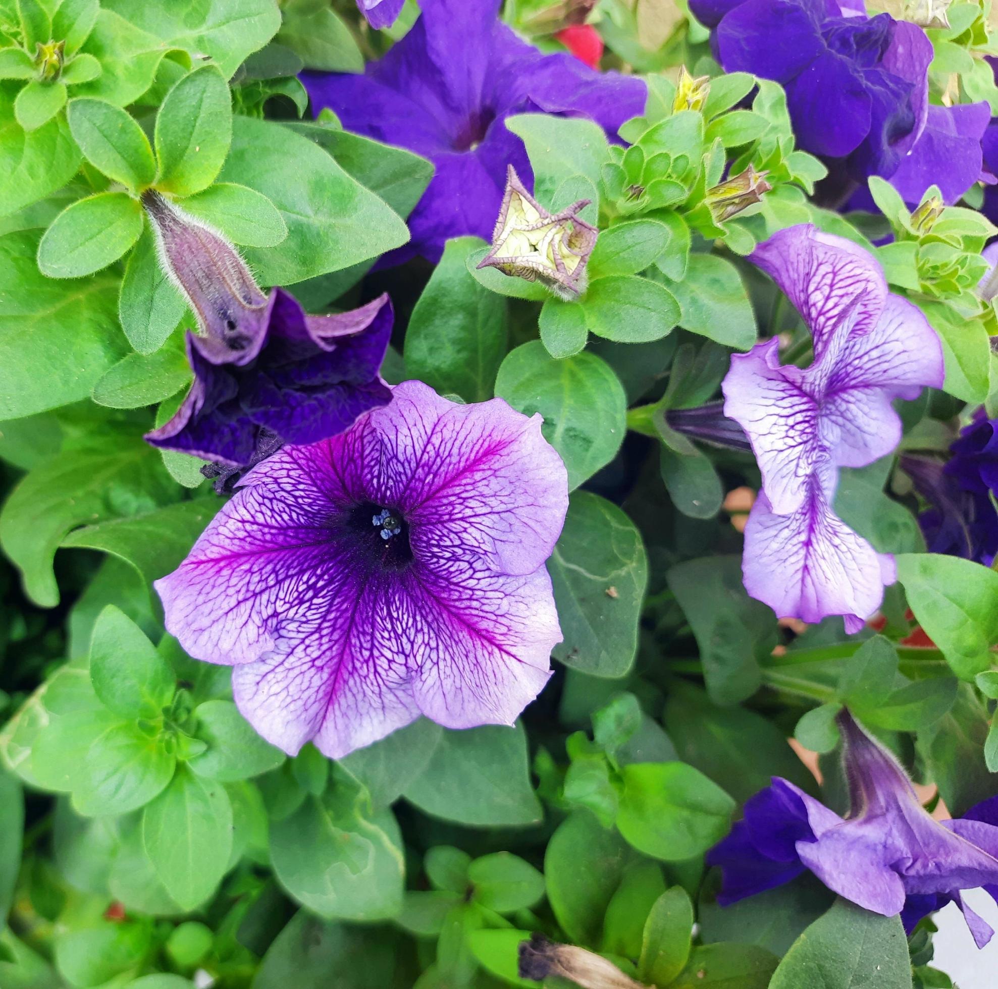 Purple Petunia Flowers Stock Free Stock Free