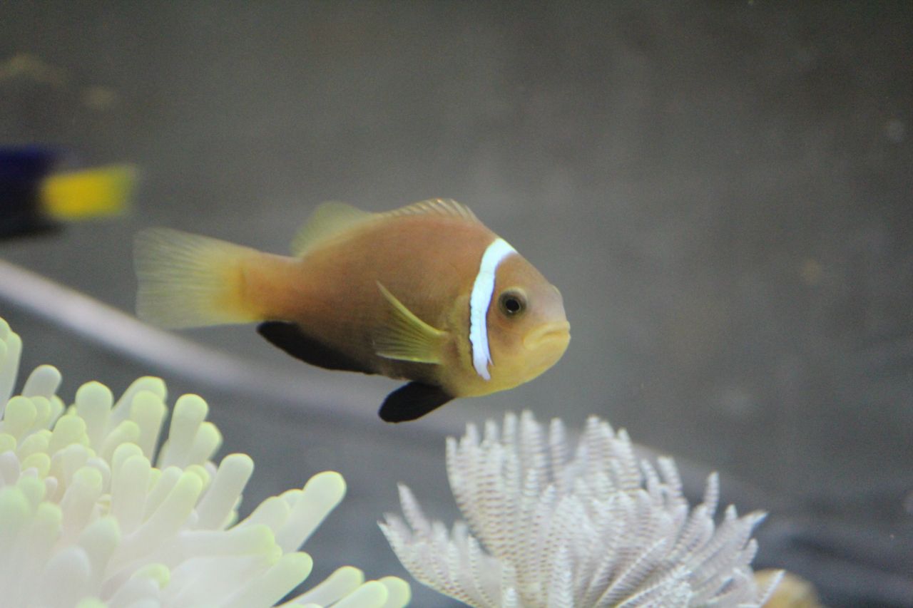 Clown Fish Stock Free