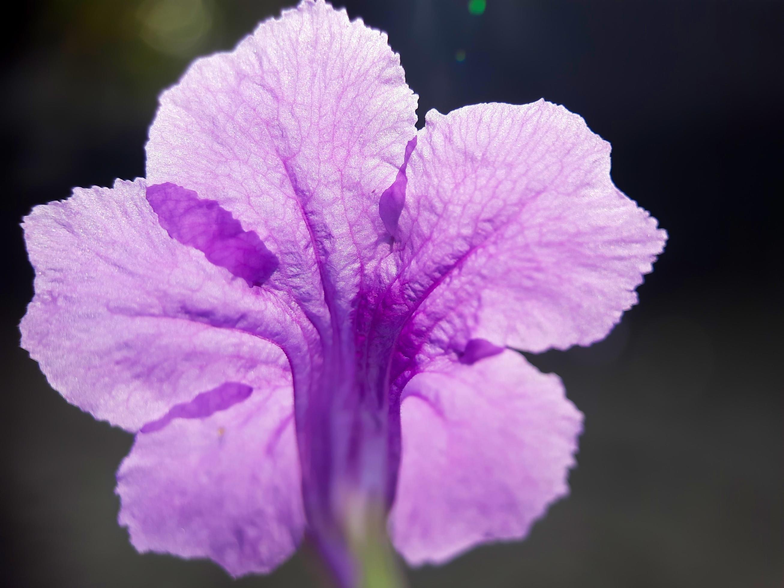 Isolated Purple Trumpet Flower on a Black Background, Ruellia tuberosa Stock Free