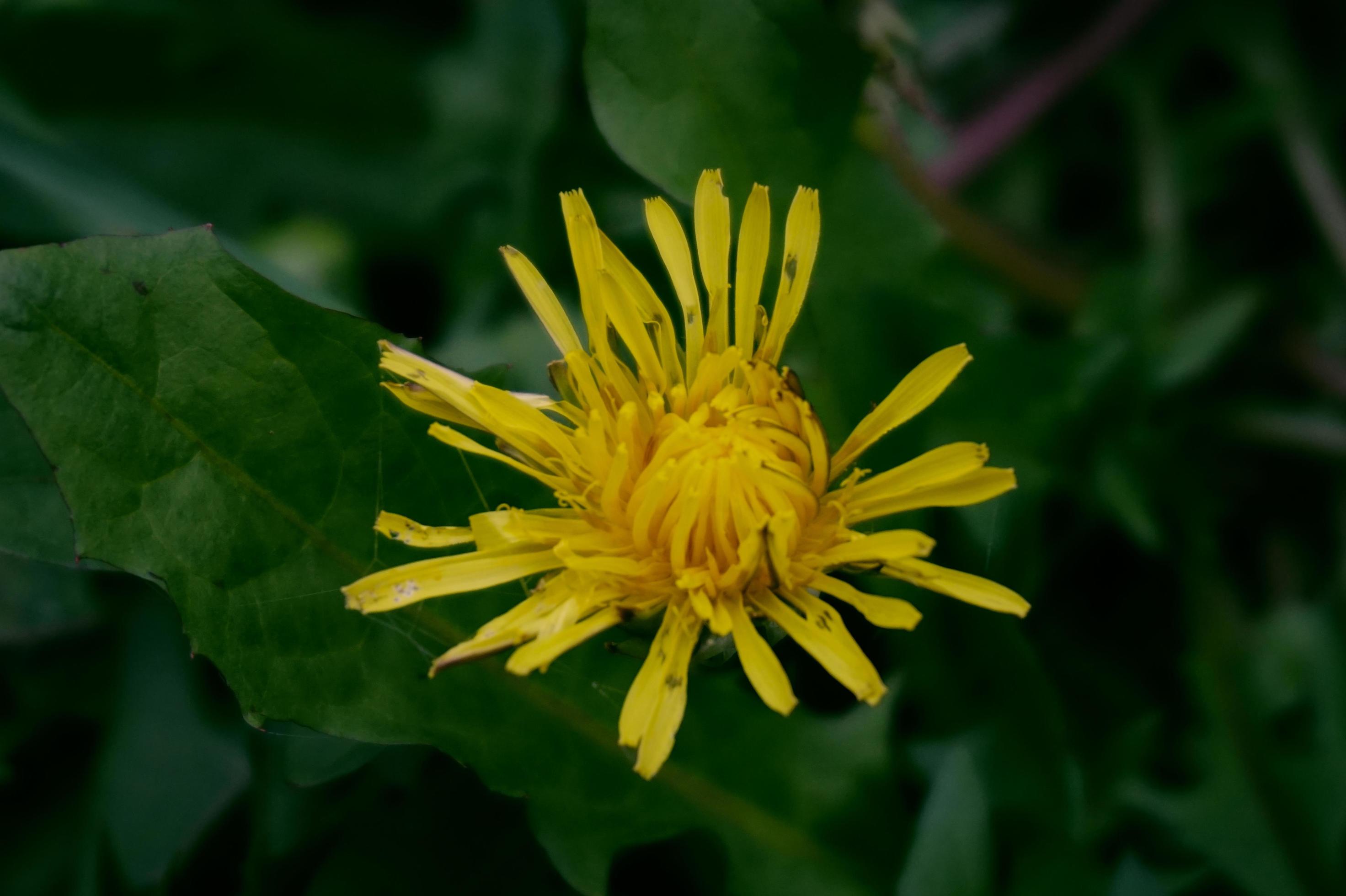 Close up photo of yellow dandelion flower that blooming in the garden Stock Free