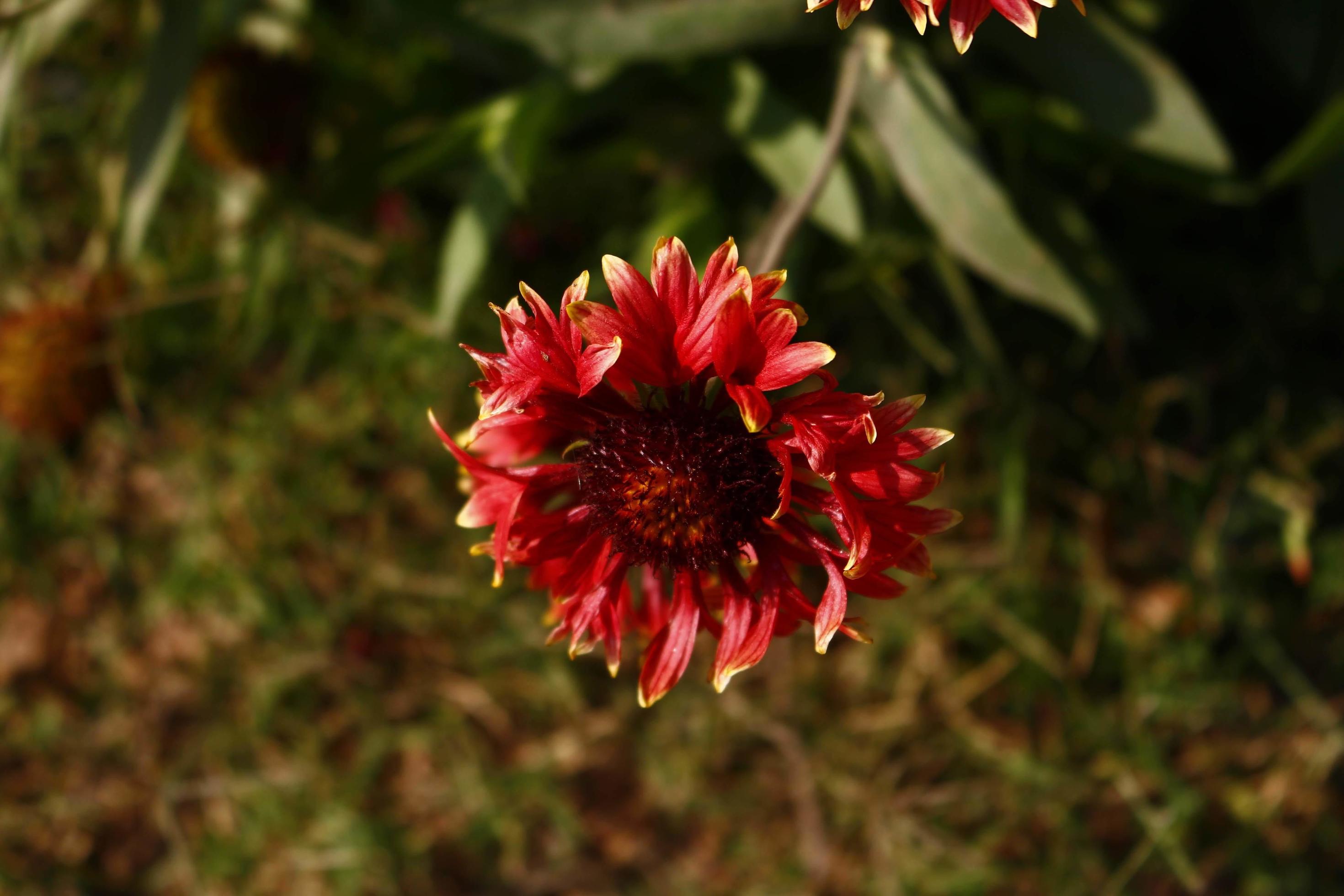 Bright Colorful Flowers In Outdoor Garden in Karachi Pakistan 2022 Stock Free