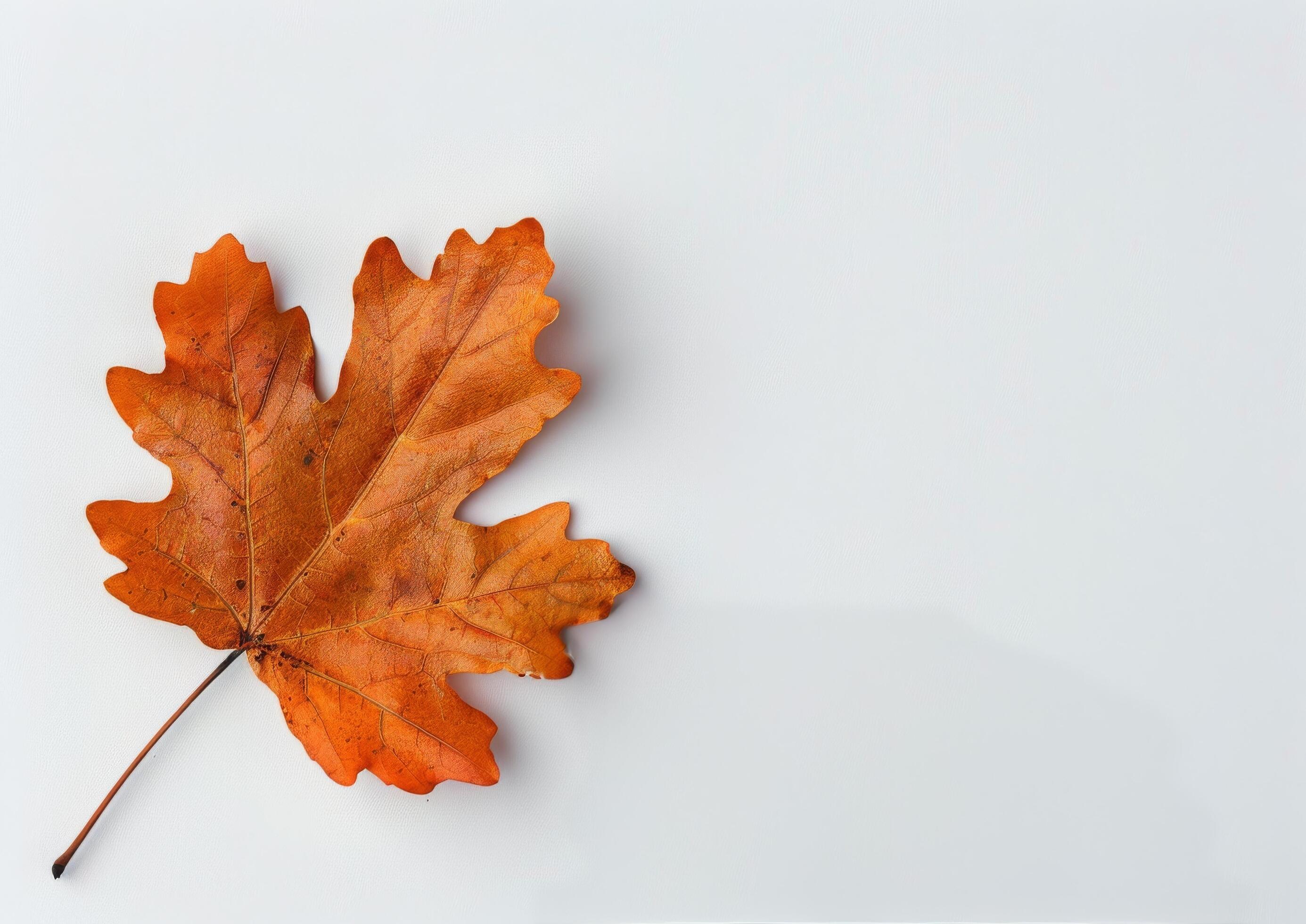 Brown Maple Leaf on White Background Stock Free