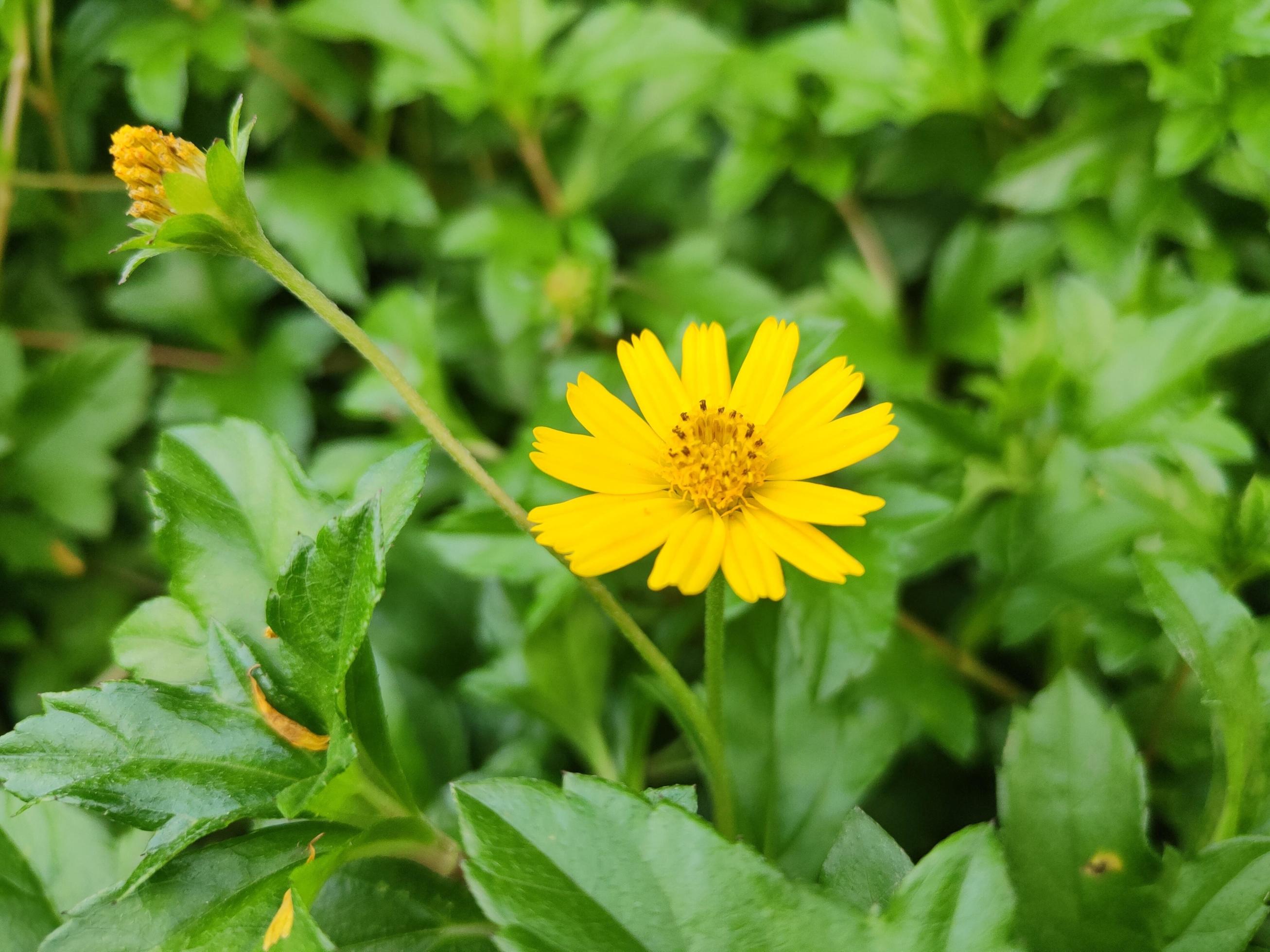 Wild Daisy Flower Stock Free