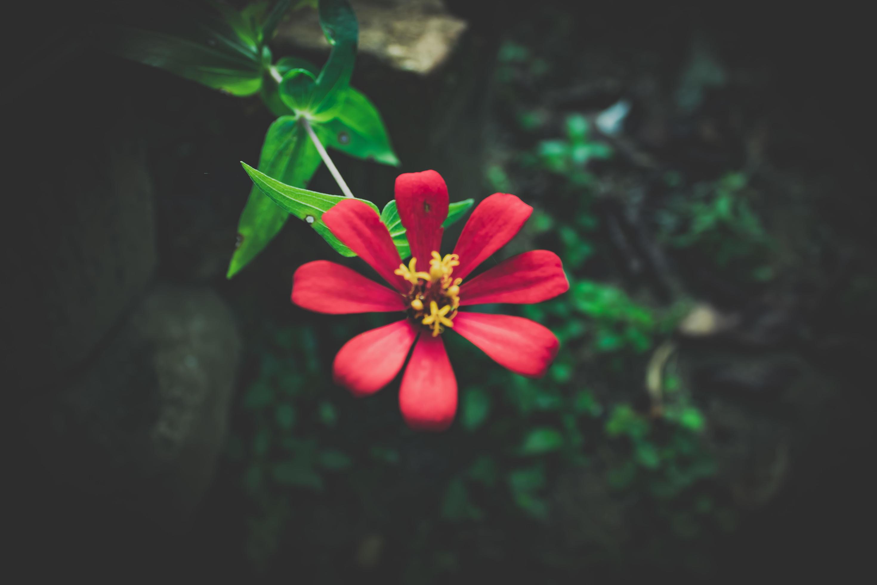 bokeh flower object on green and black background Stock Free