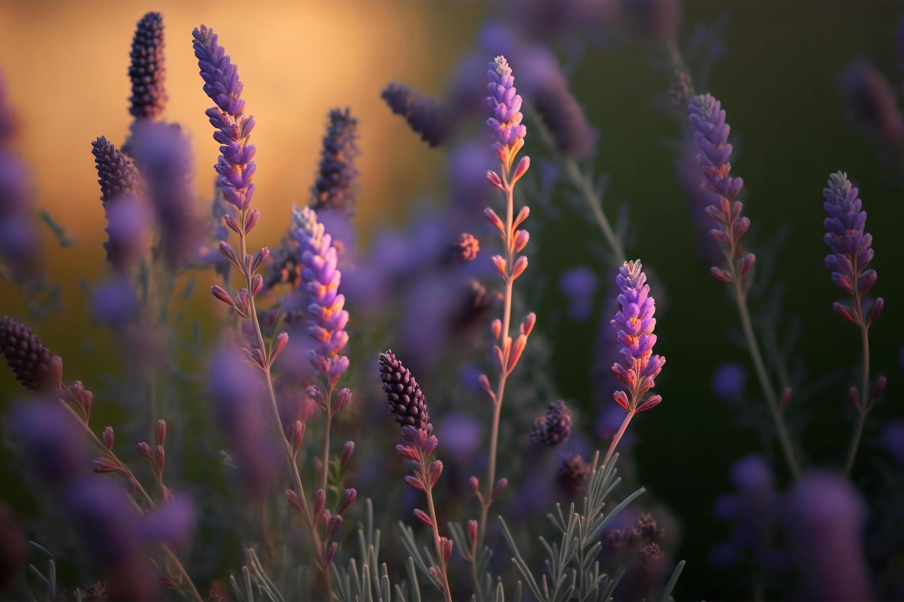 Blooming flagant lavender flowers on a field, closeup violet background Stock Free