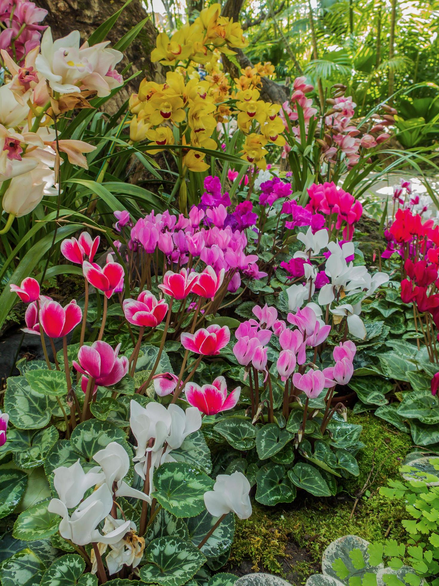 colorful orchid flower in the garden Stock Free