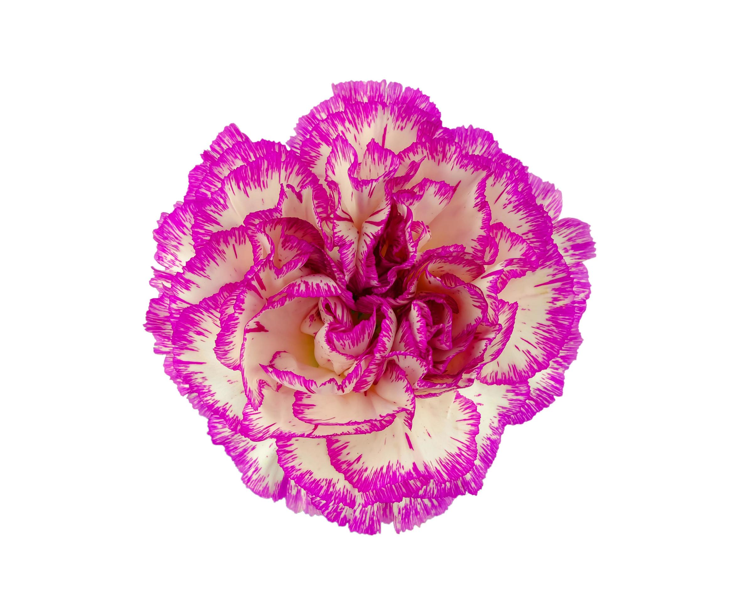 fresh pink carnation flower head isolated Stock Free