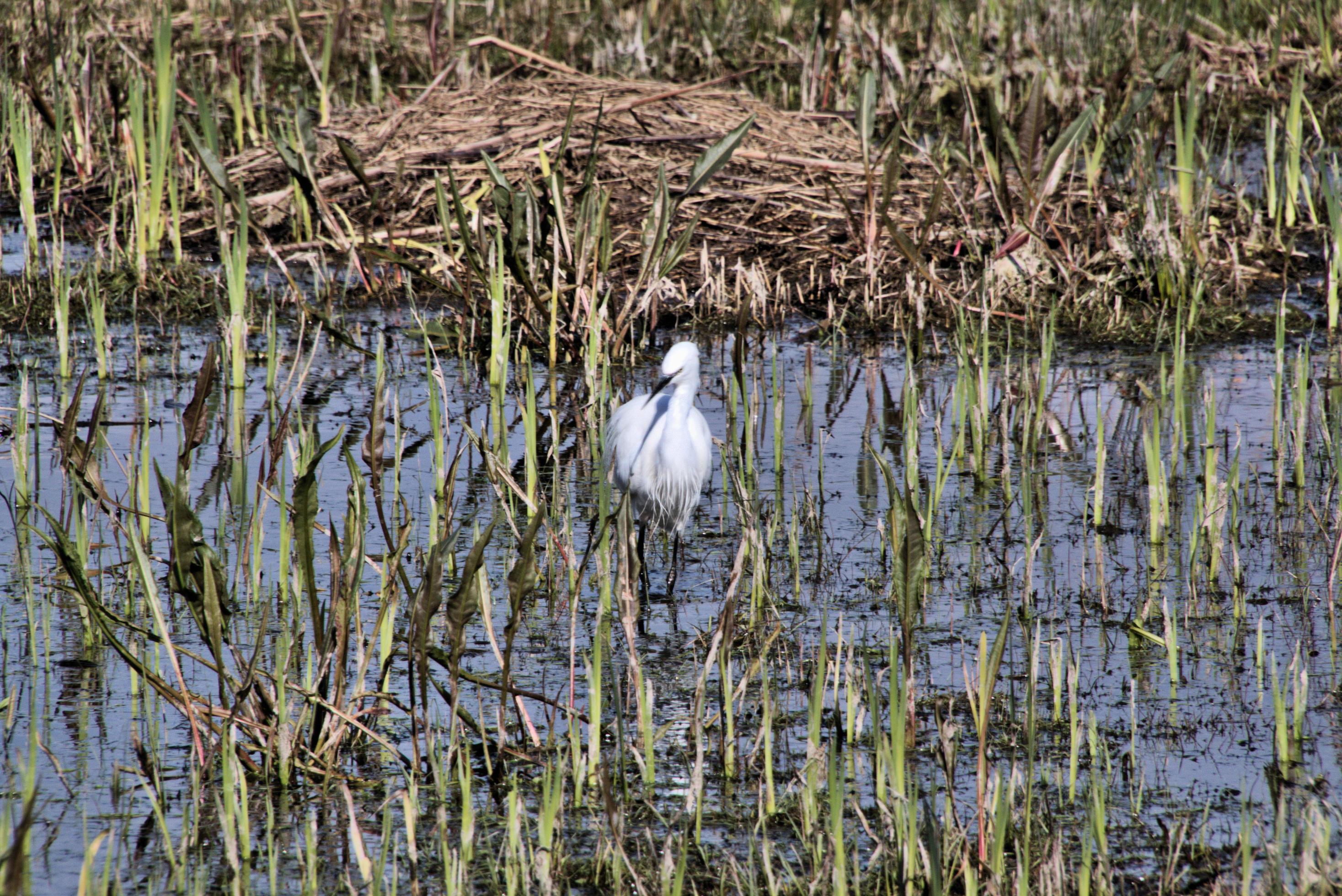 A view of a White Ibis at Leighton Moss Nature Reserve. Stock Free