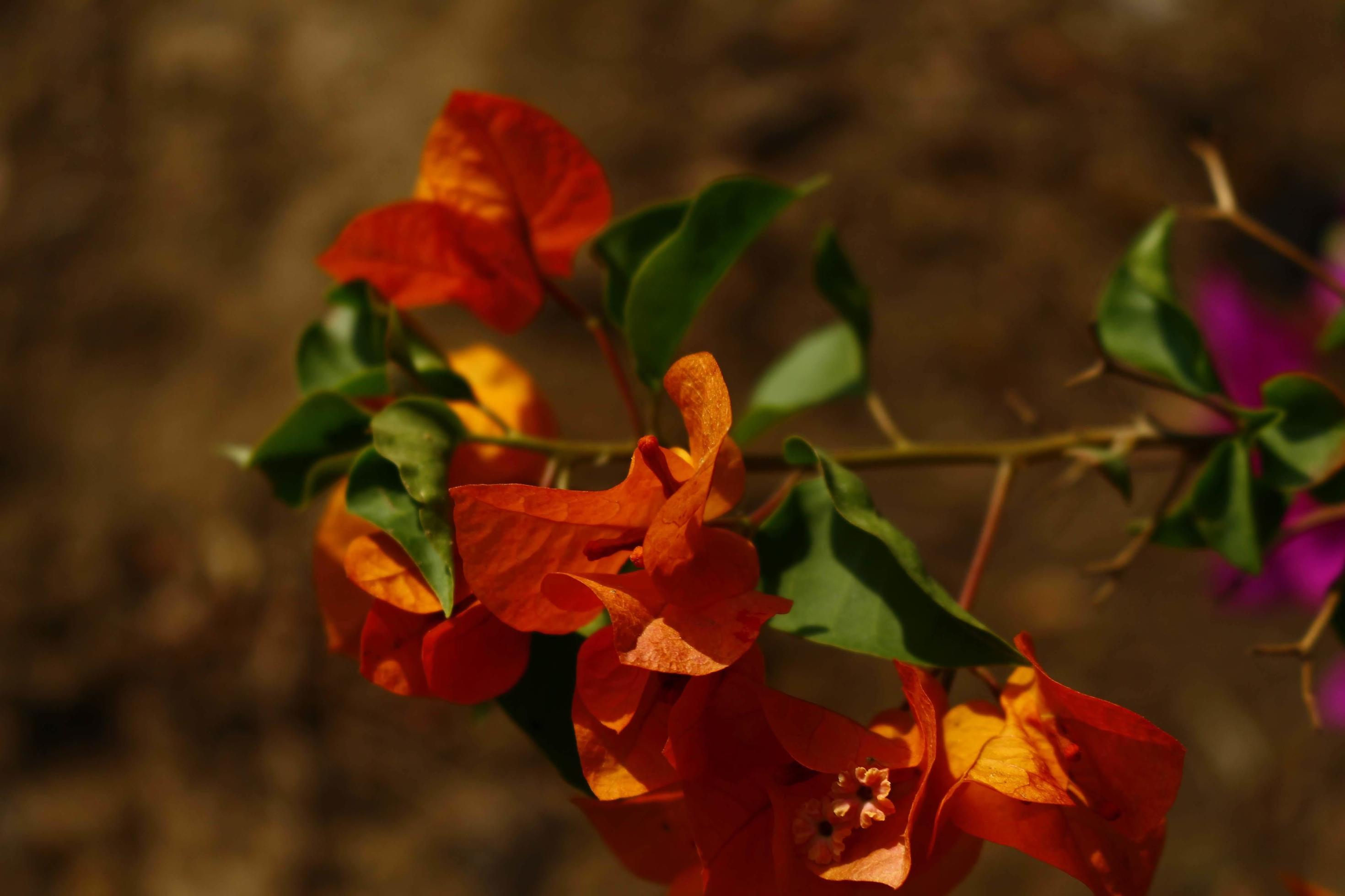 Bright Colored Flowering Plants in Outdoor Garden In Karachi Pakistan 2022 Stock Free