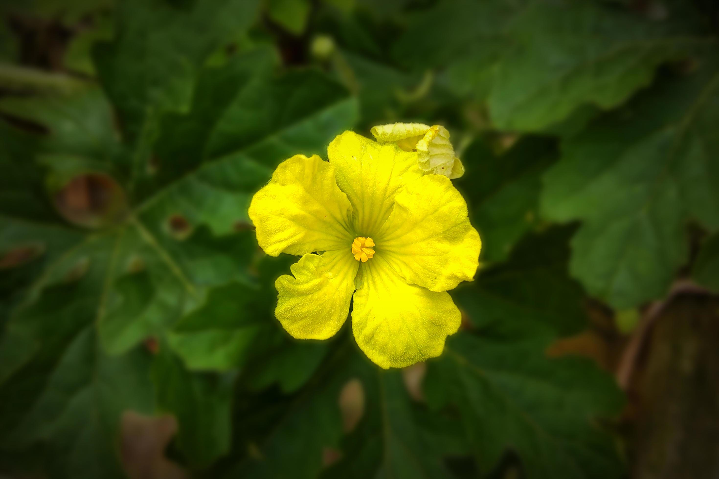 Bitter Melon Flower in Full Bloom Close Stock Free