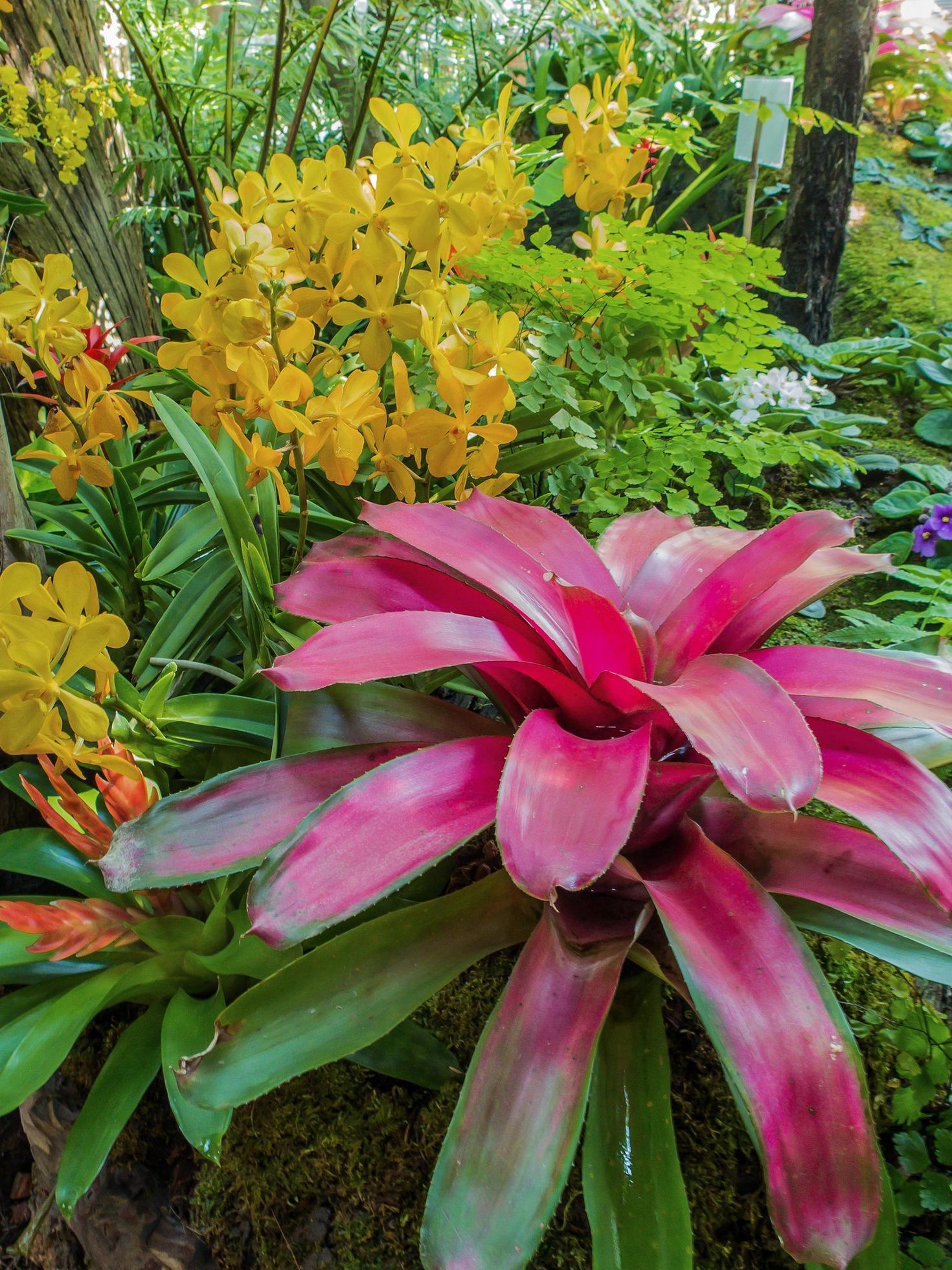 colorful orchid flower in the garden Stock Free