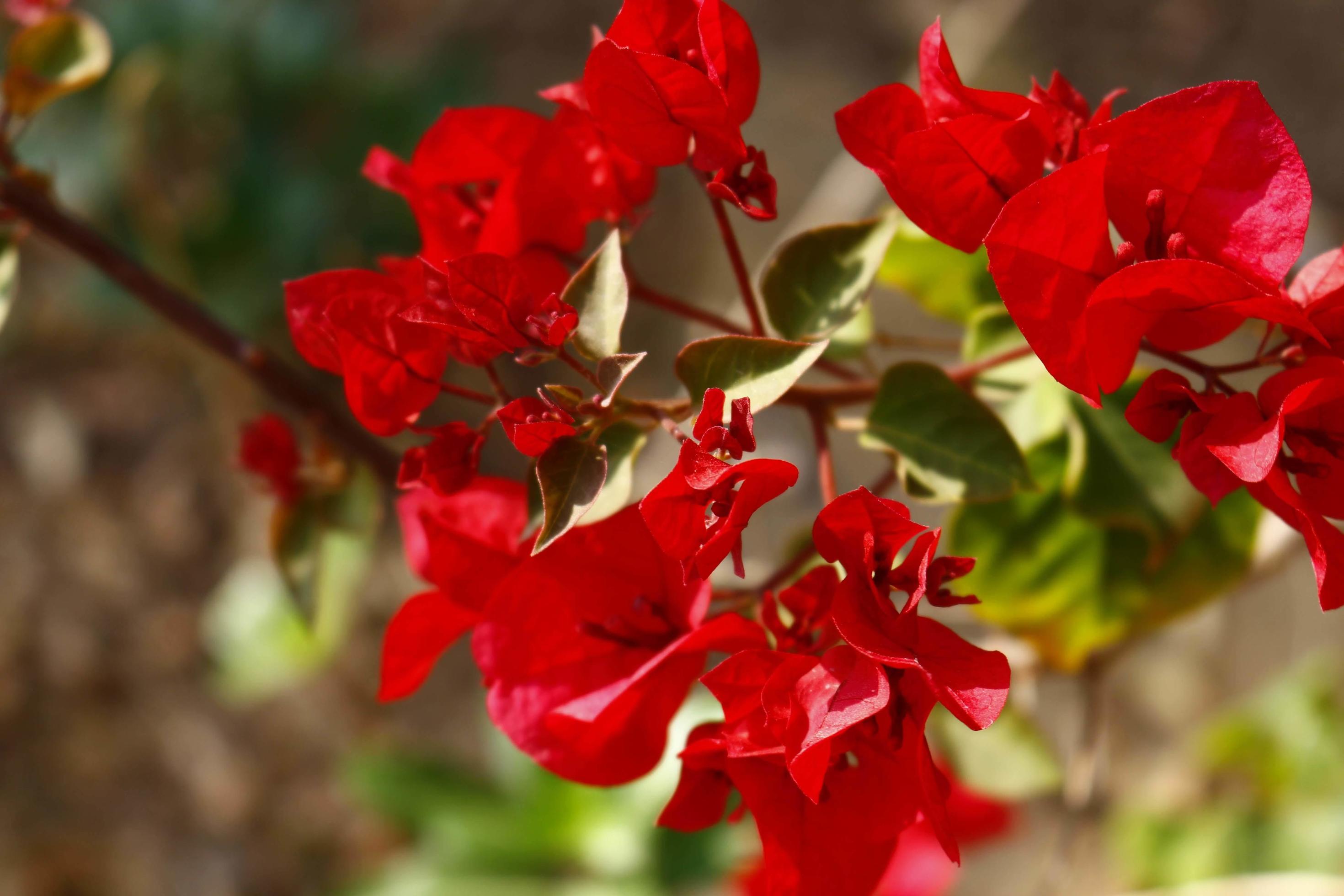 Bright Colored Flowering Plants in Outdoor Garden In Karachi Pakistan 2022 Stock Free