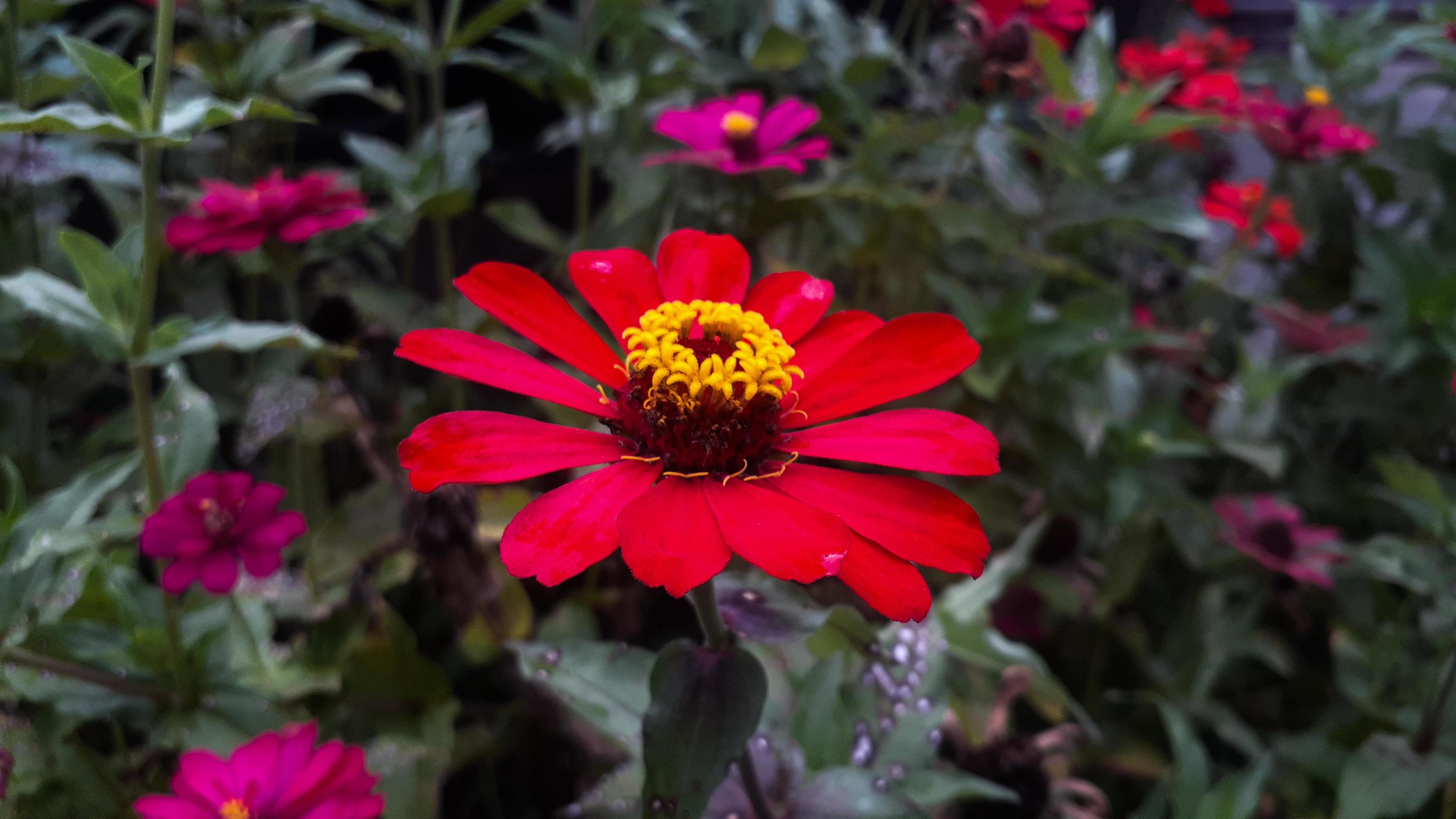 Common Zinnia elegans flower or colorful red flower in the garden. Stock Free