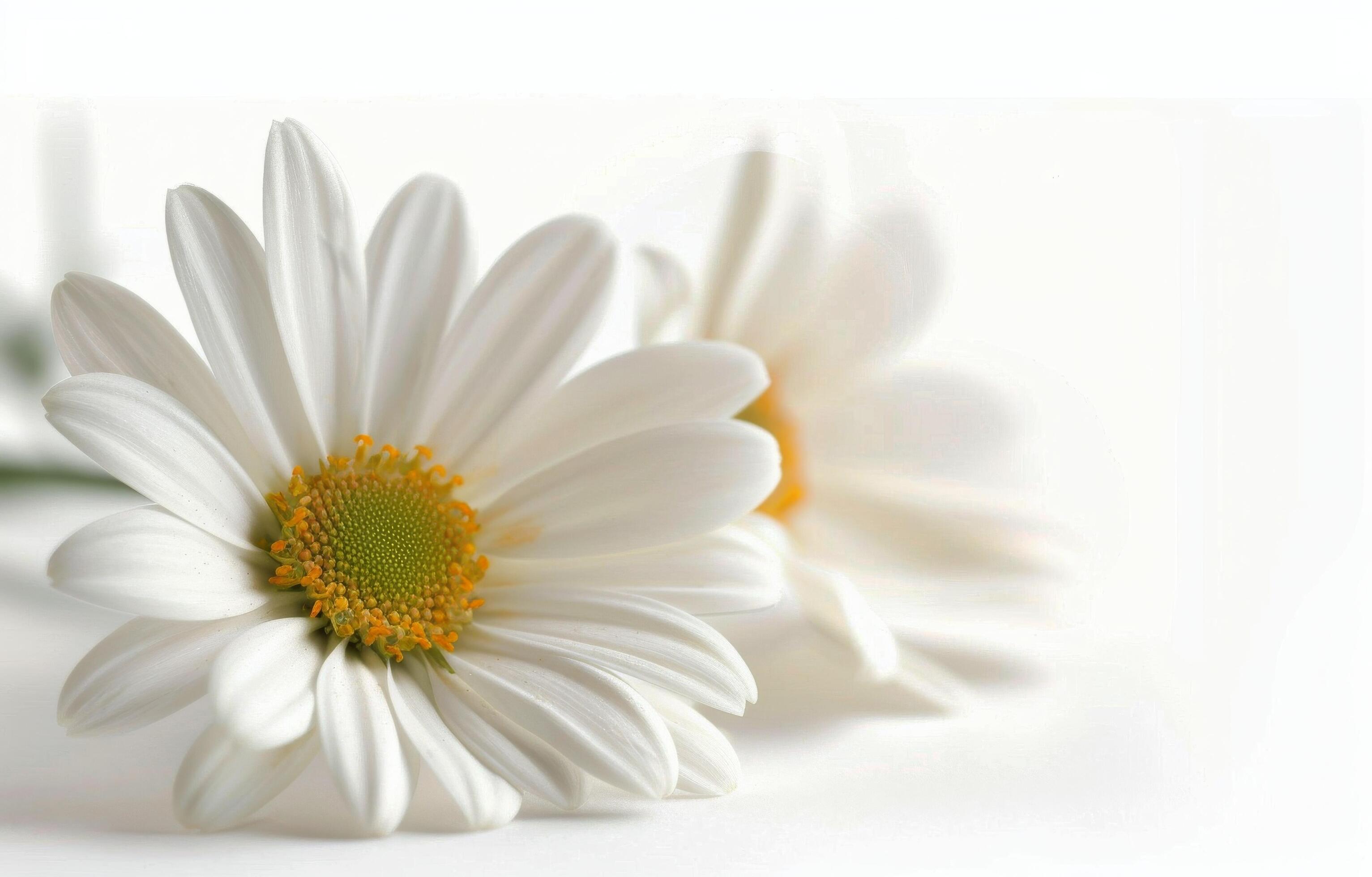 Single White Daisy on White Background Stock Free