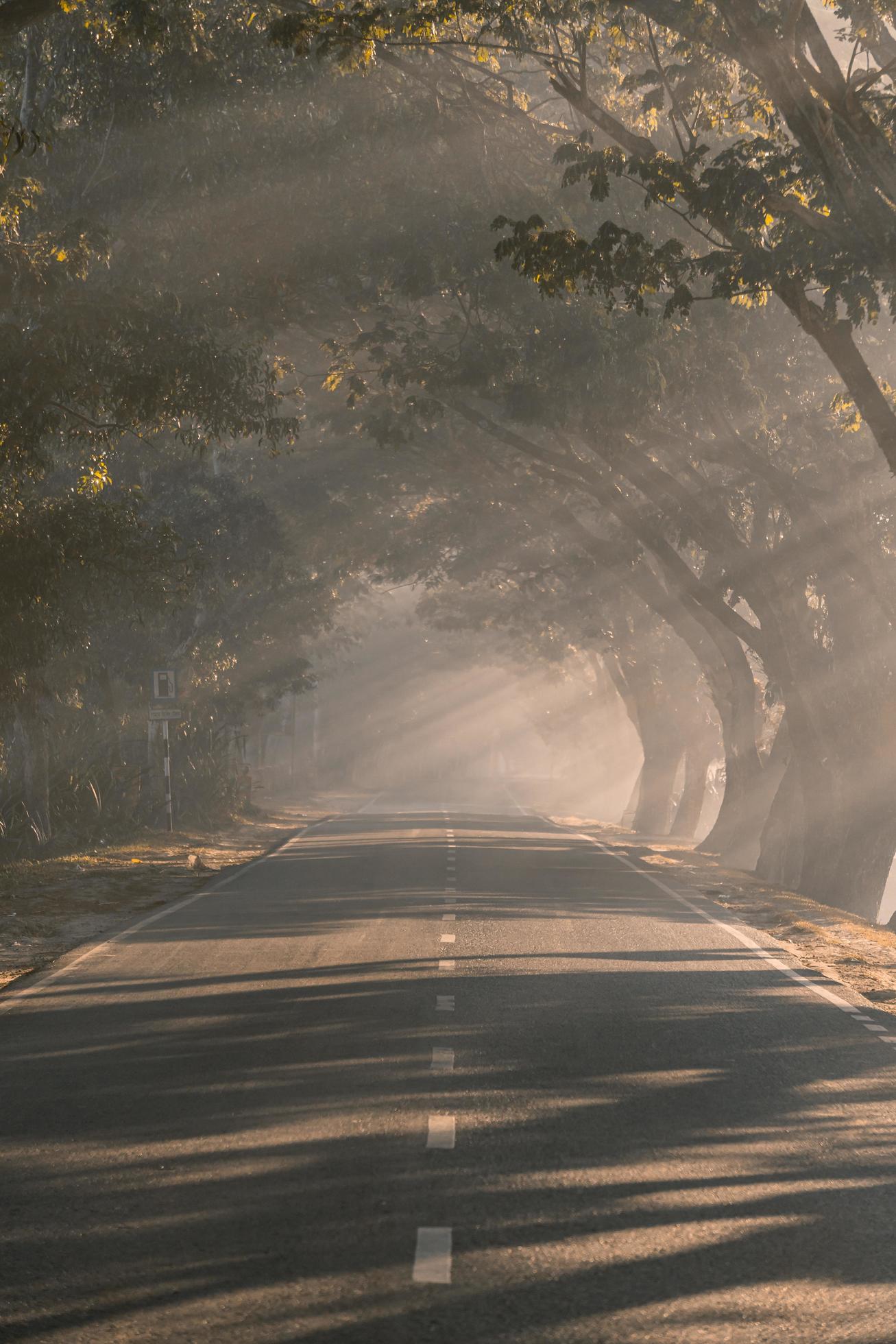 The sunrise as it rises in the foggy morning of winter Stock Free