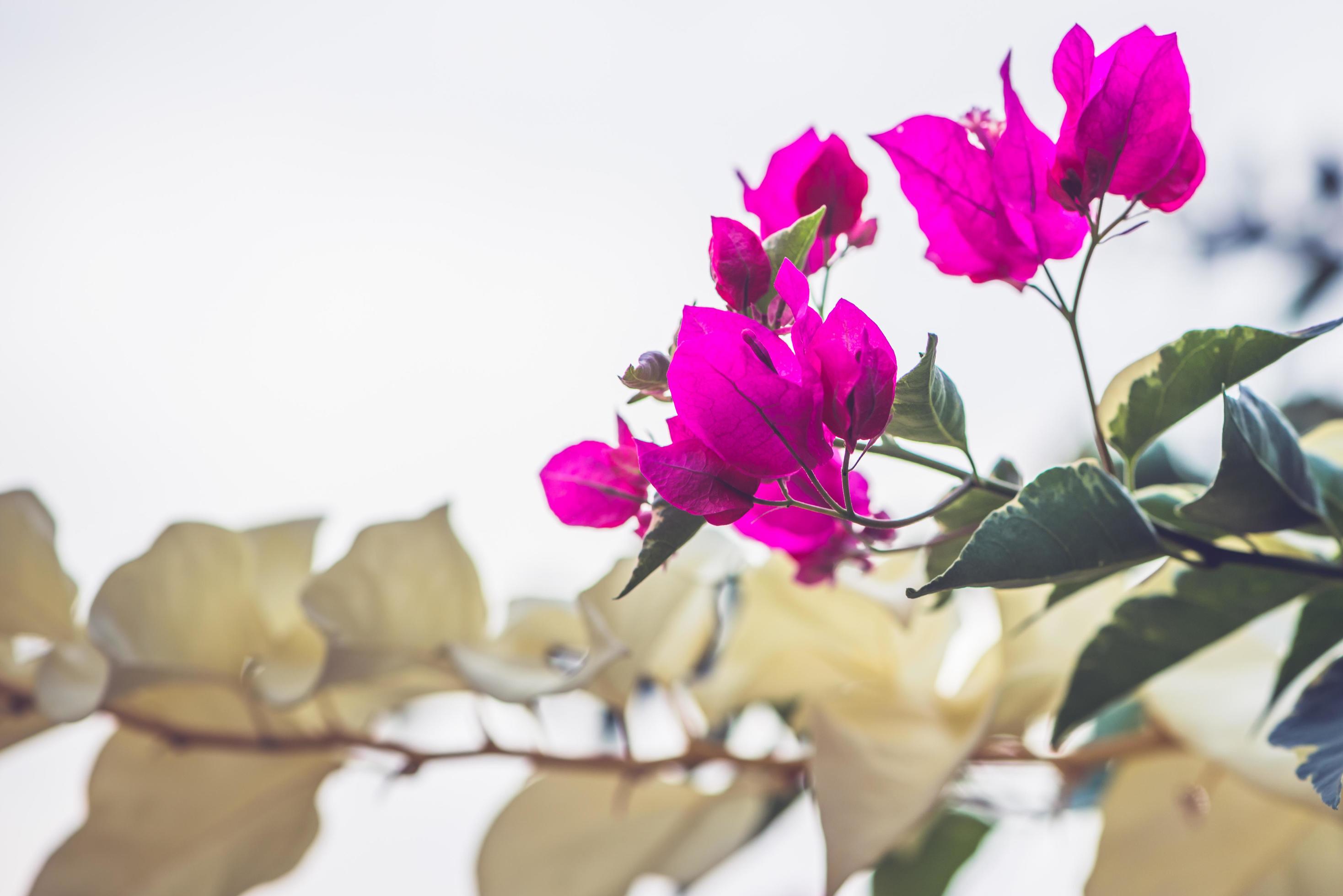 background Flower Bougainvillea purple Stock Free