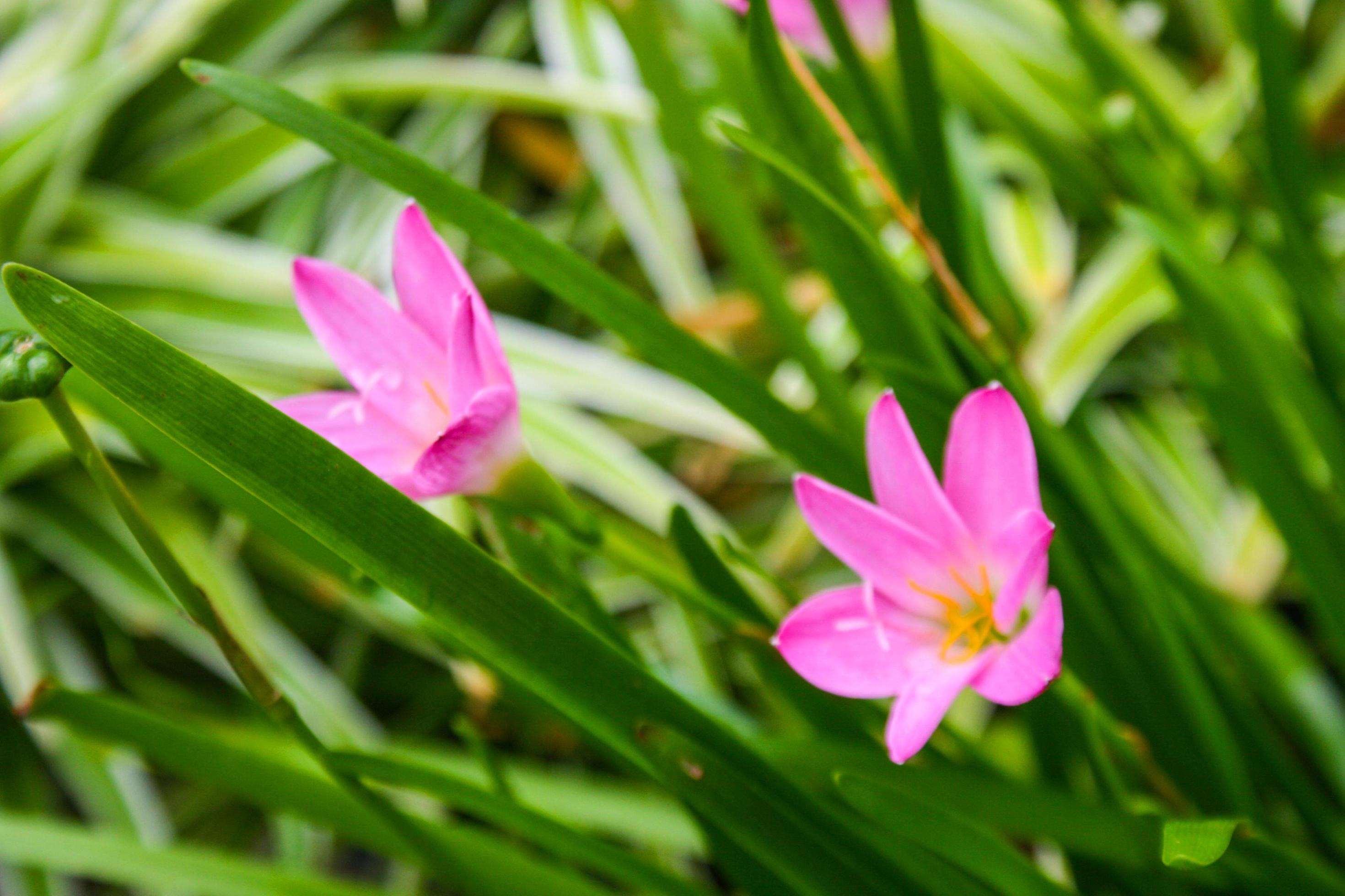 pink flower soft blur beauty nature in garden Thailand Stock Free