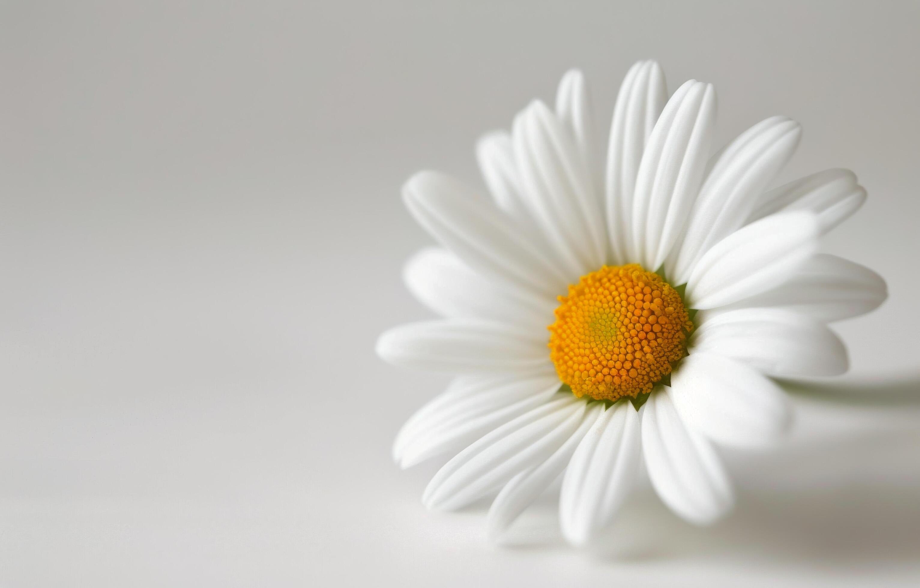 Single White Daisy Flower on White Background Stock Free