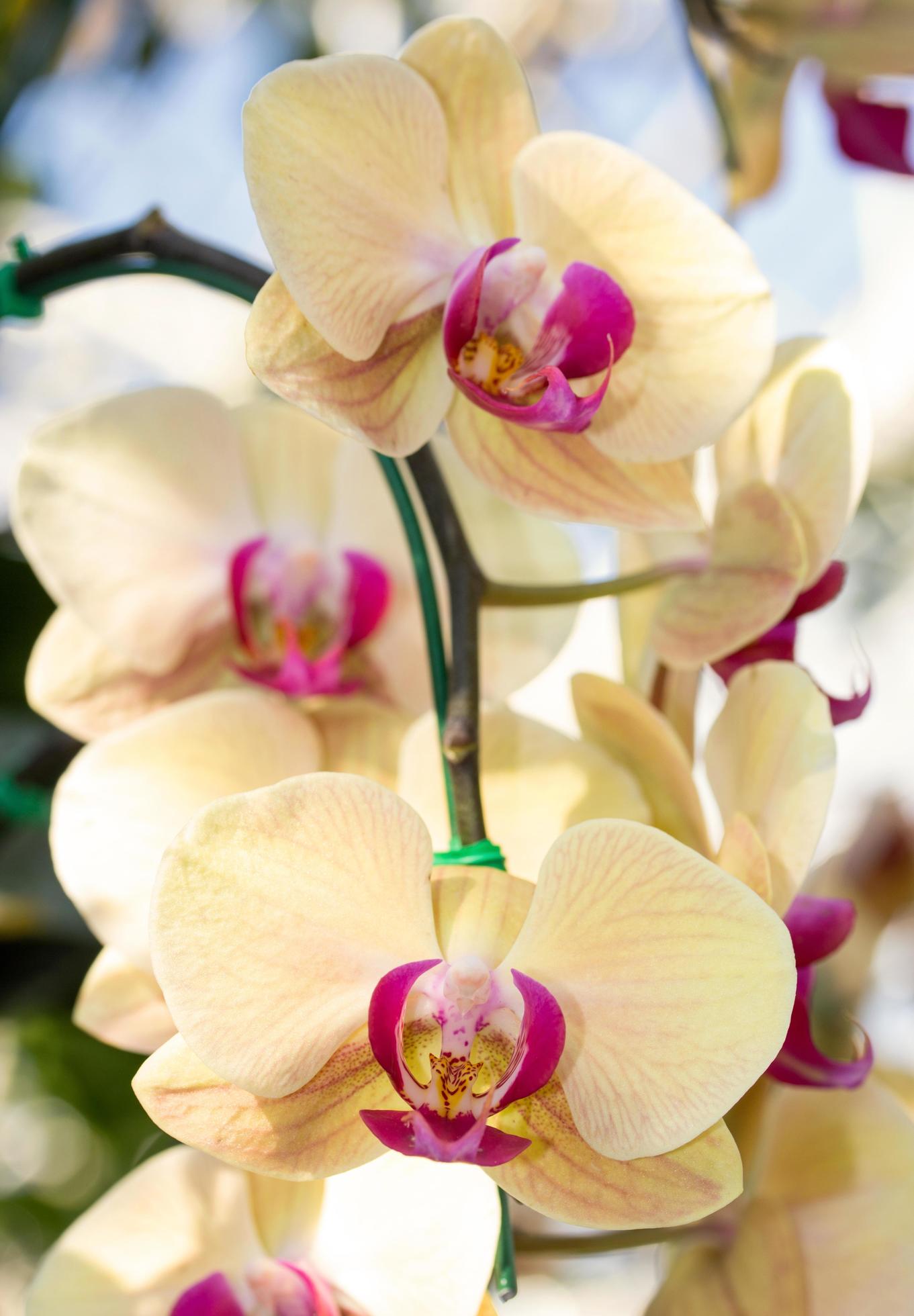 Yellow phalaenopsis orchid flower Stock Free