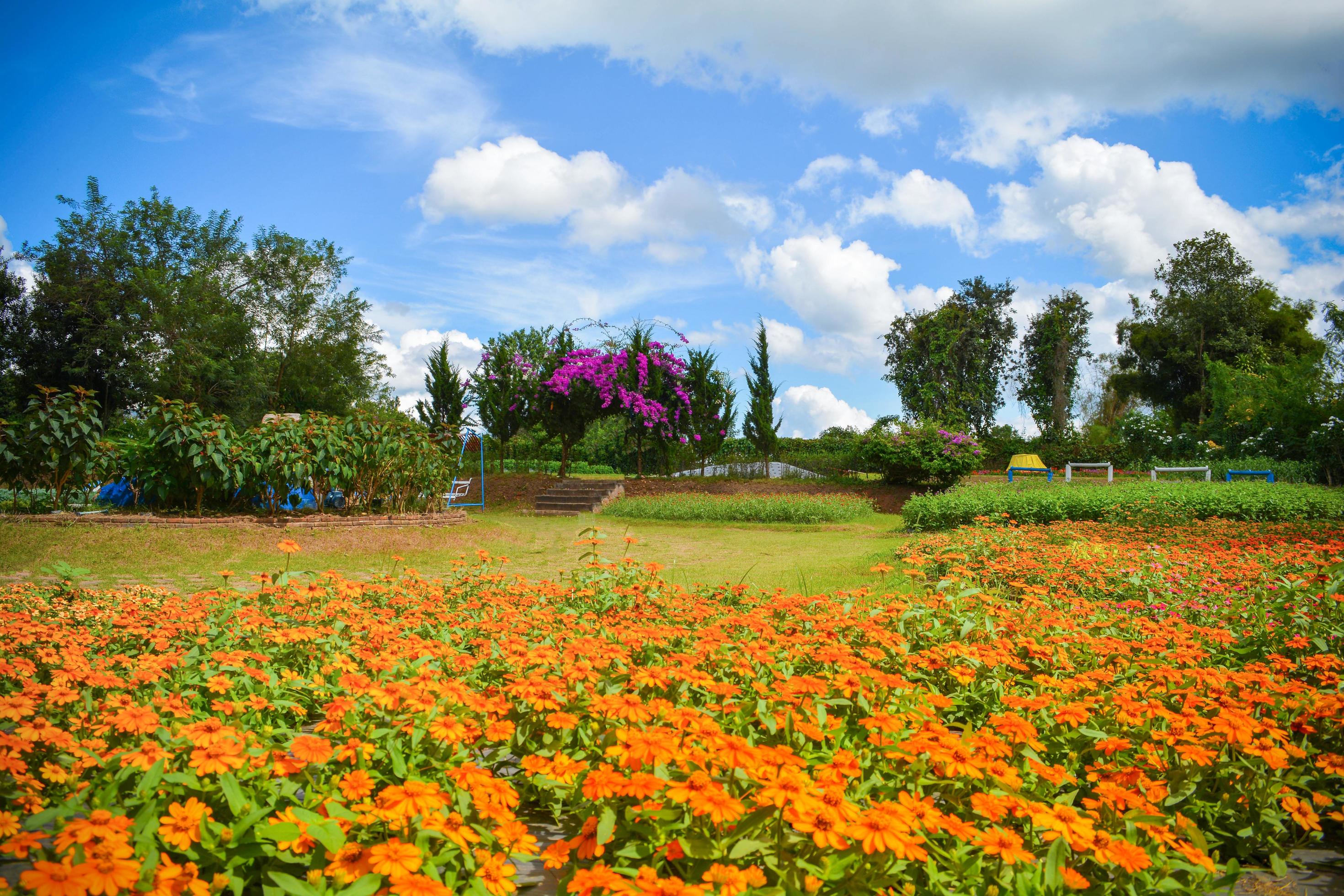 Spring flowers orange Mexican Aster in the flower garden summer time and blue sky Stock Free