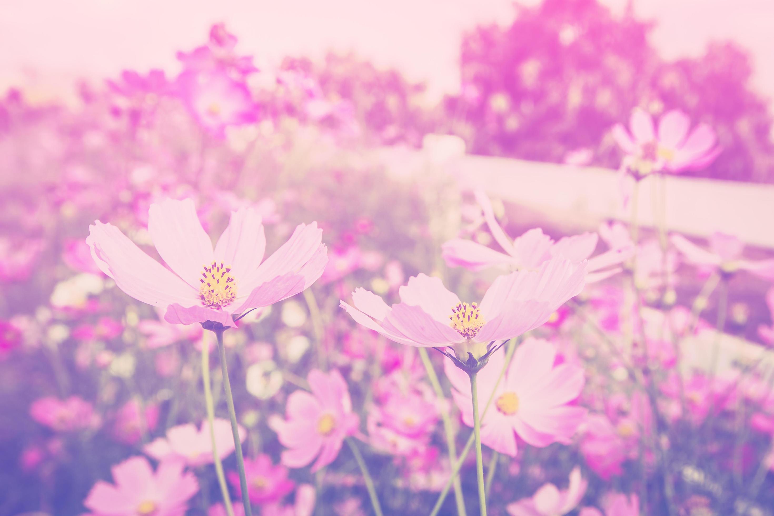 cosmos flower and sunlight in field meadow with vintage tone. Stock Free