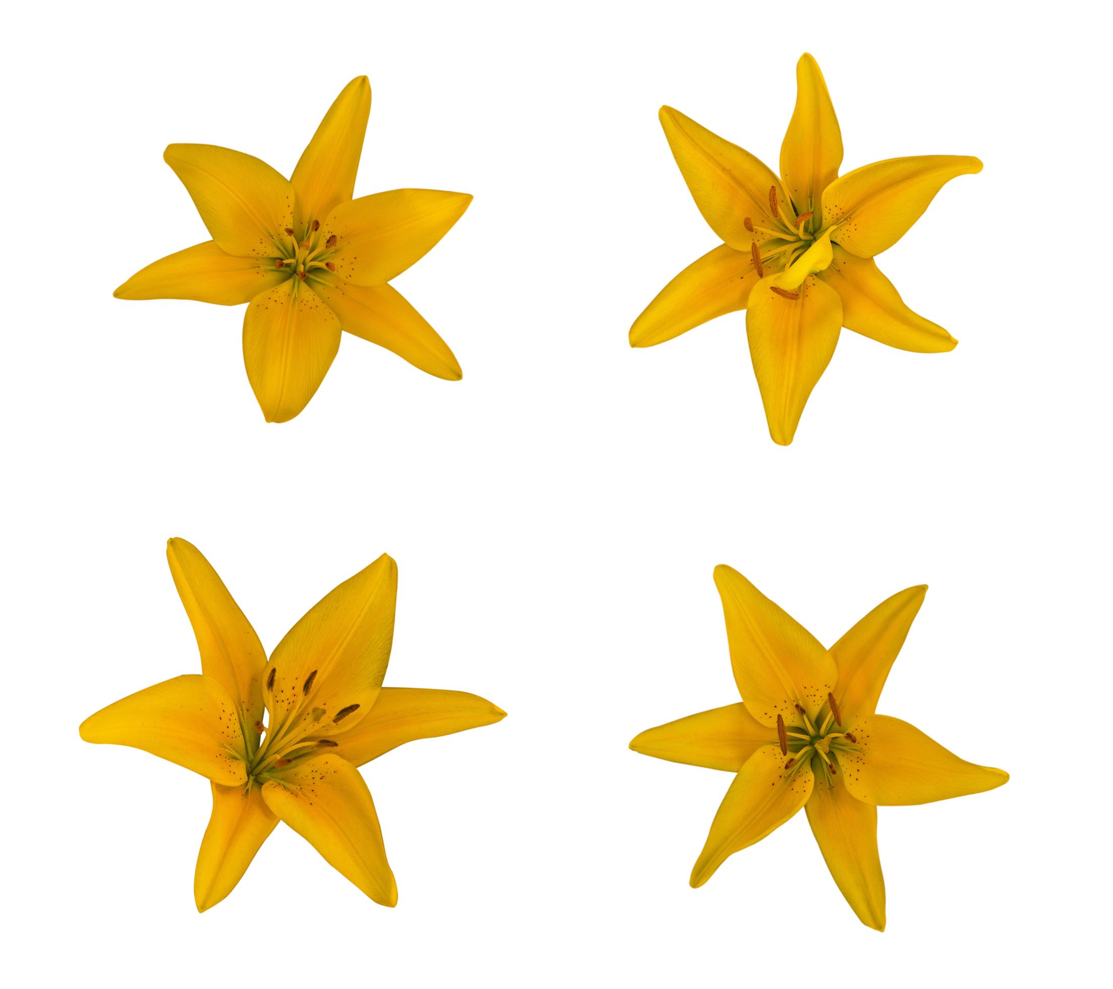 set of yellow flower lily Stock Free