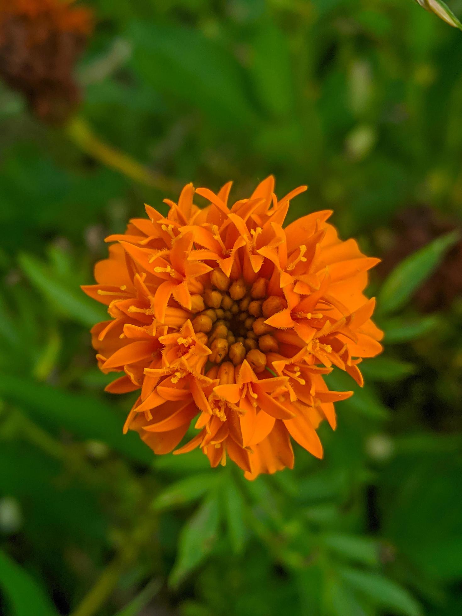 Orange marigold flowers. This flower has the meaning of beauty, wealth, fame, and warmth Stock Free