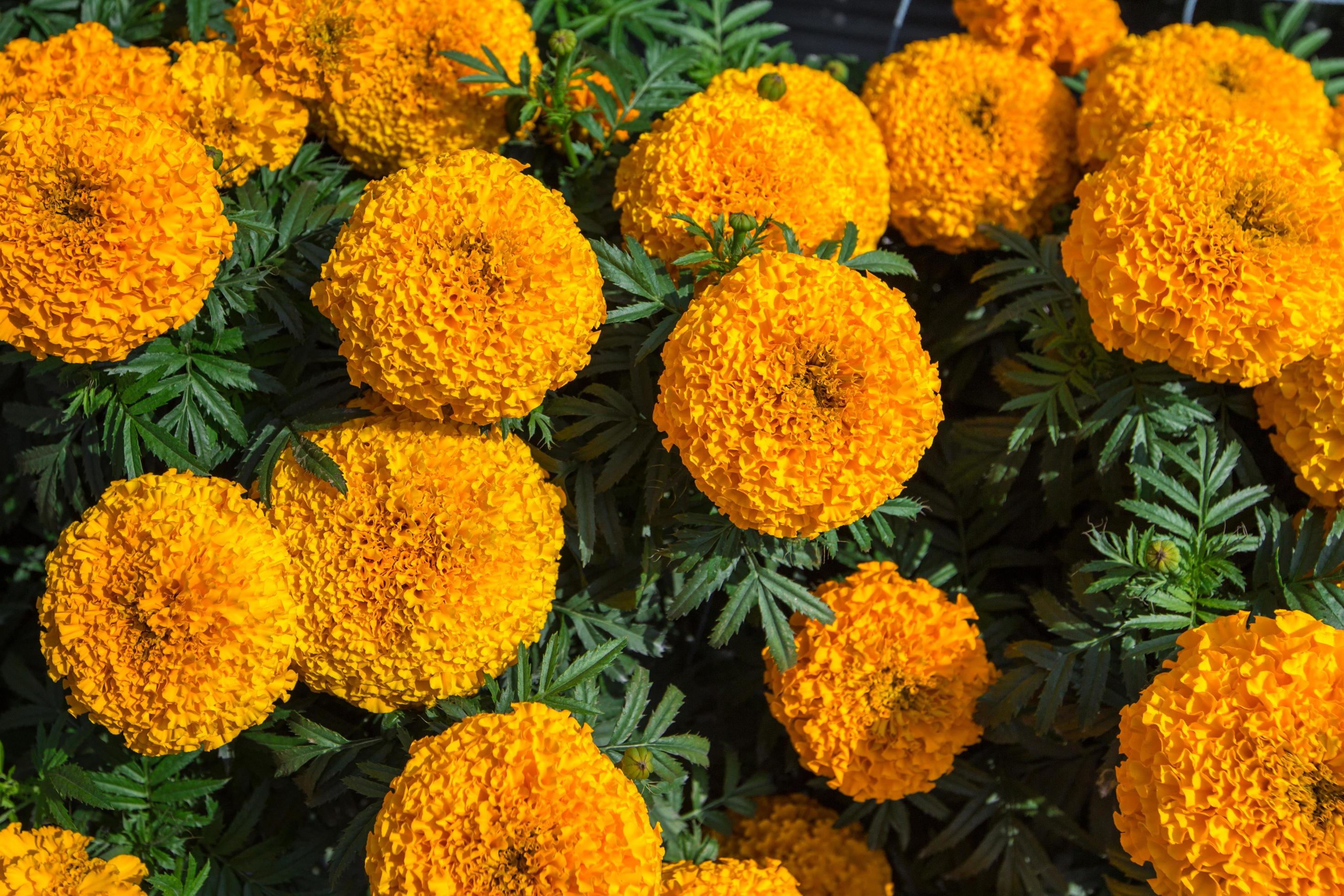 Yellow marigold flower plant in garden. Stock Free