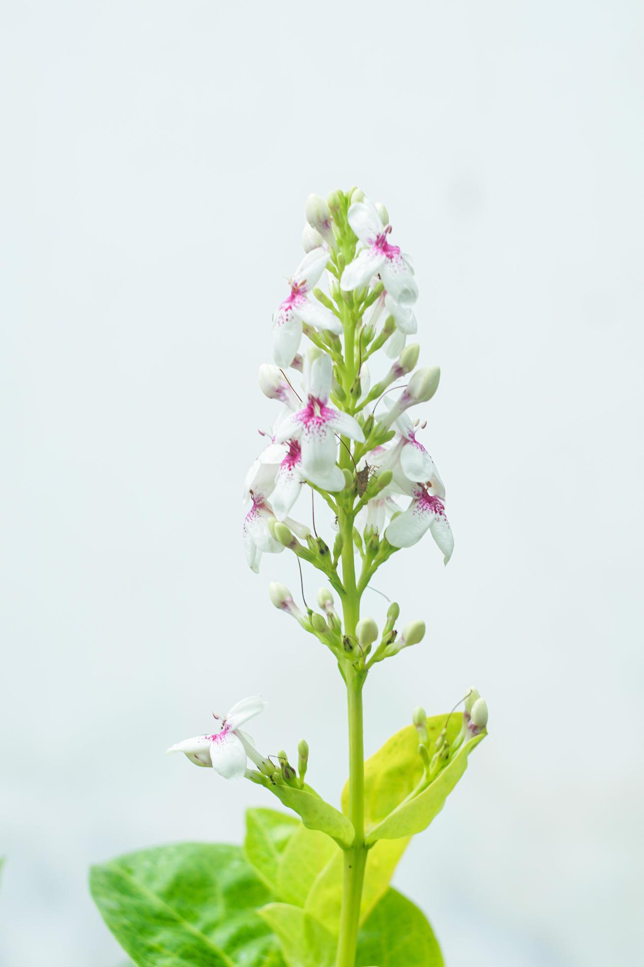 White flowers bloom on a white background no 2 Stock Free