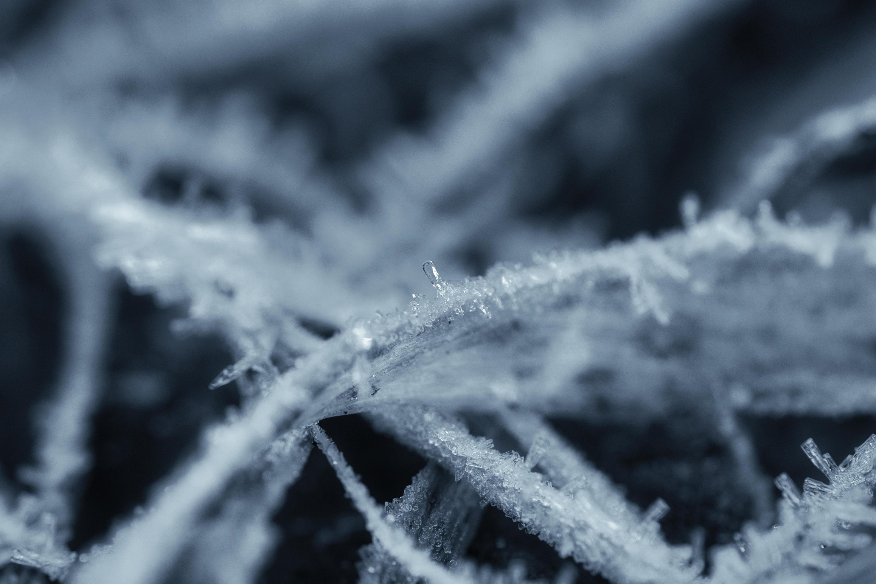 Ice crystals in black and white, on a blade of grass in winter. Close up Stock Free