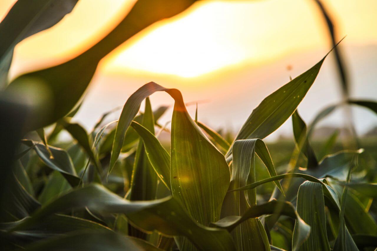 Summer Field Plant Stock Free