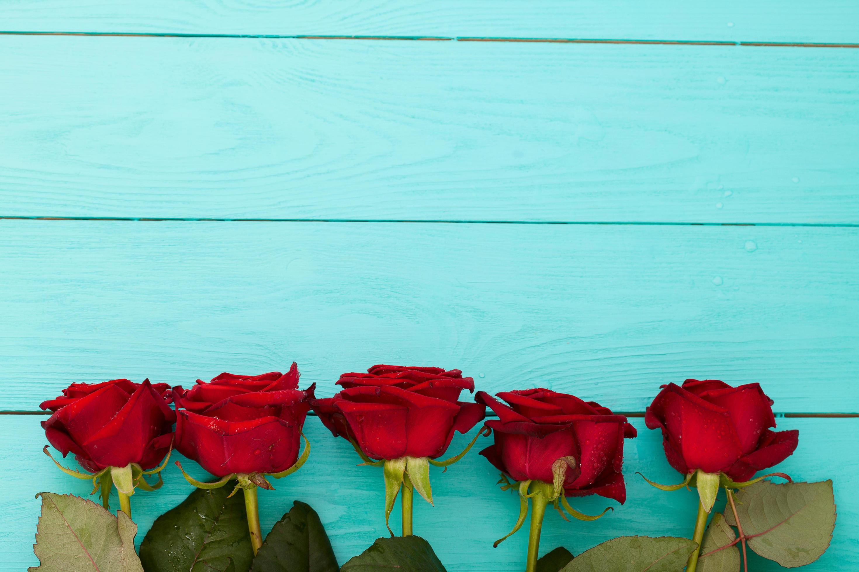 Frame of colorful roses on blue wooden background. Top view and selective focus. Mock up. Copy space. Flowers. Mother Valentine Stock Free