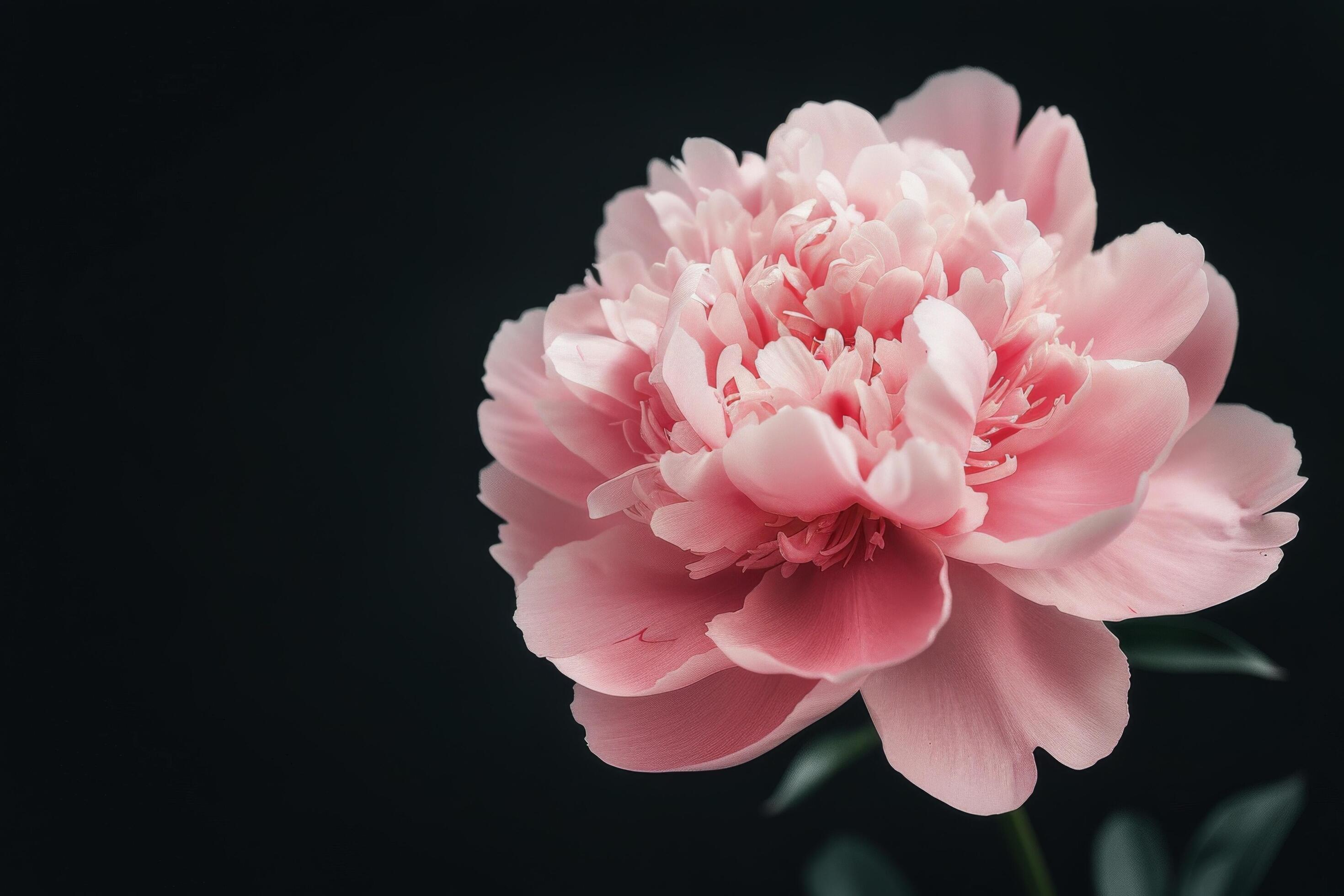 Pink Peony Flower Against a Dark Background Stock Free