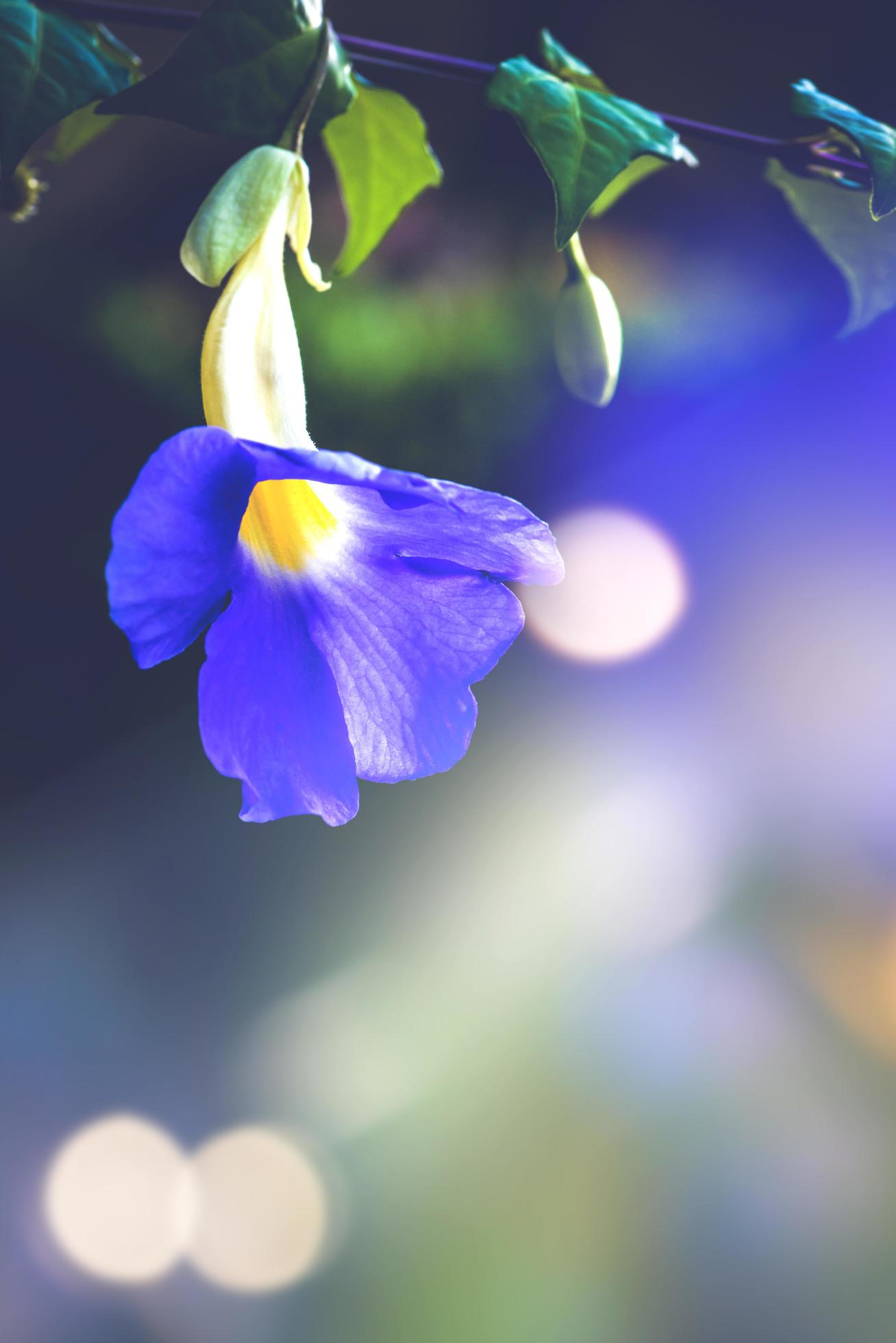 background Flower Thunbergia erecta Stock Free