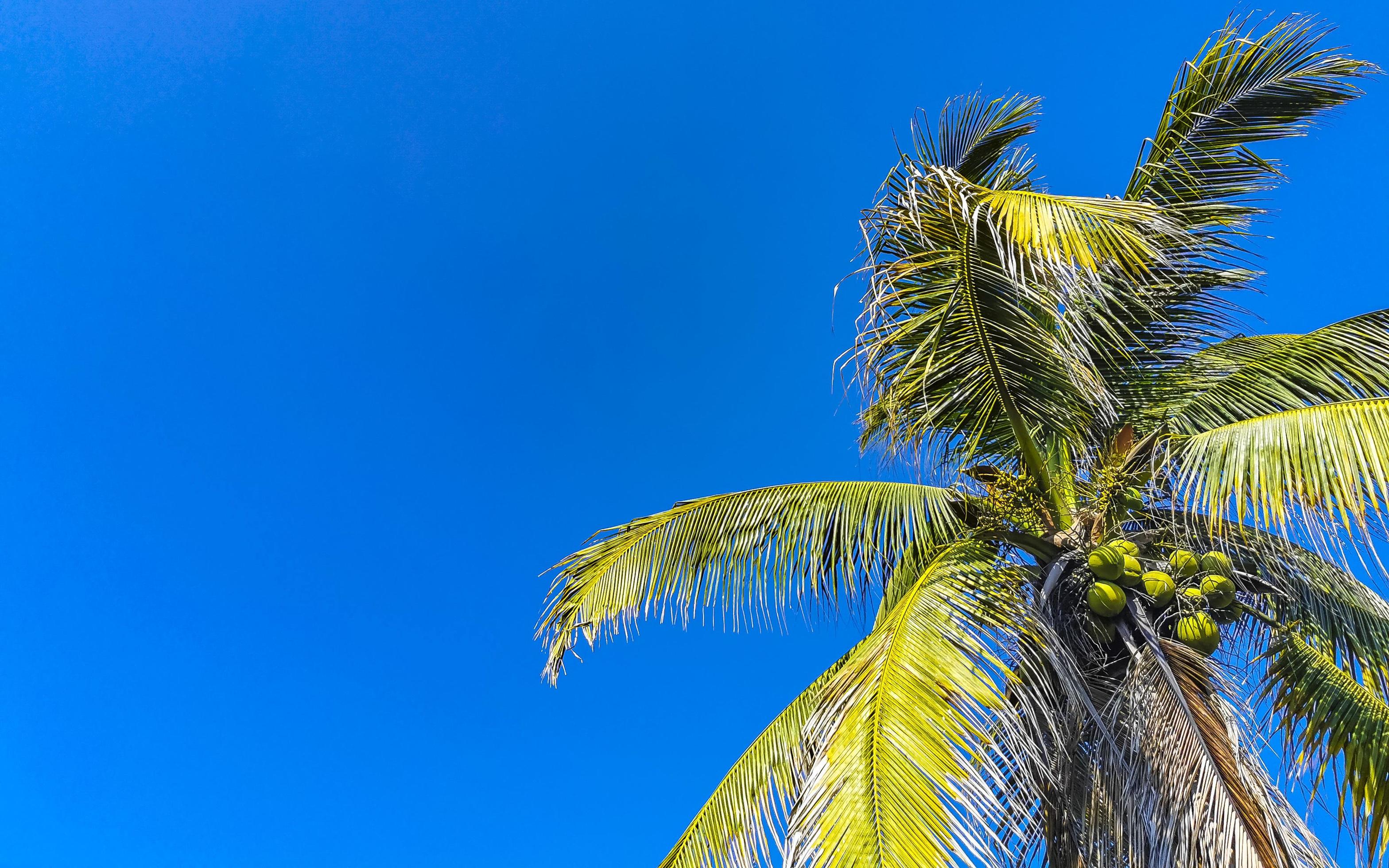 Tropical natural palm tree coconuts blue sky in Mexico. Stock Free