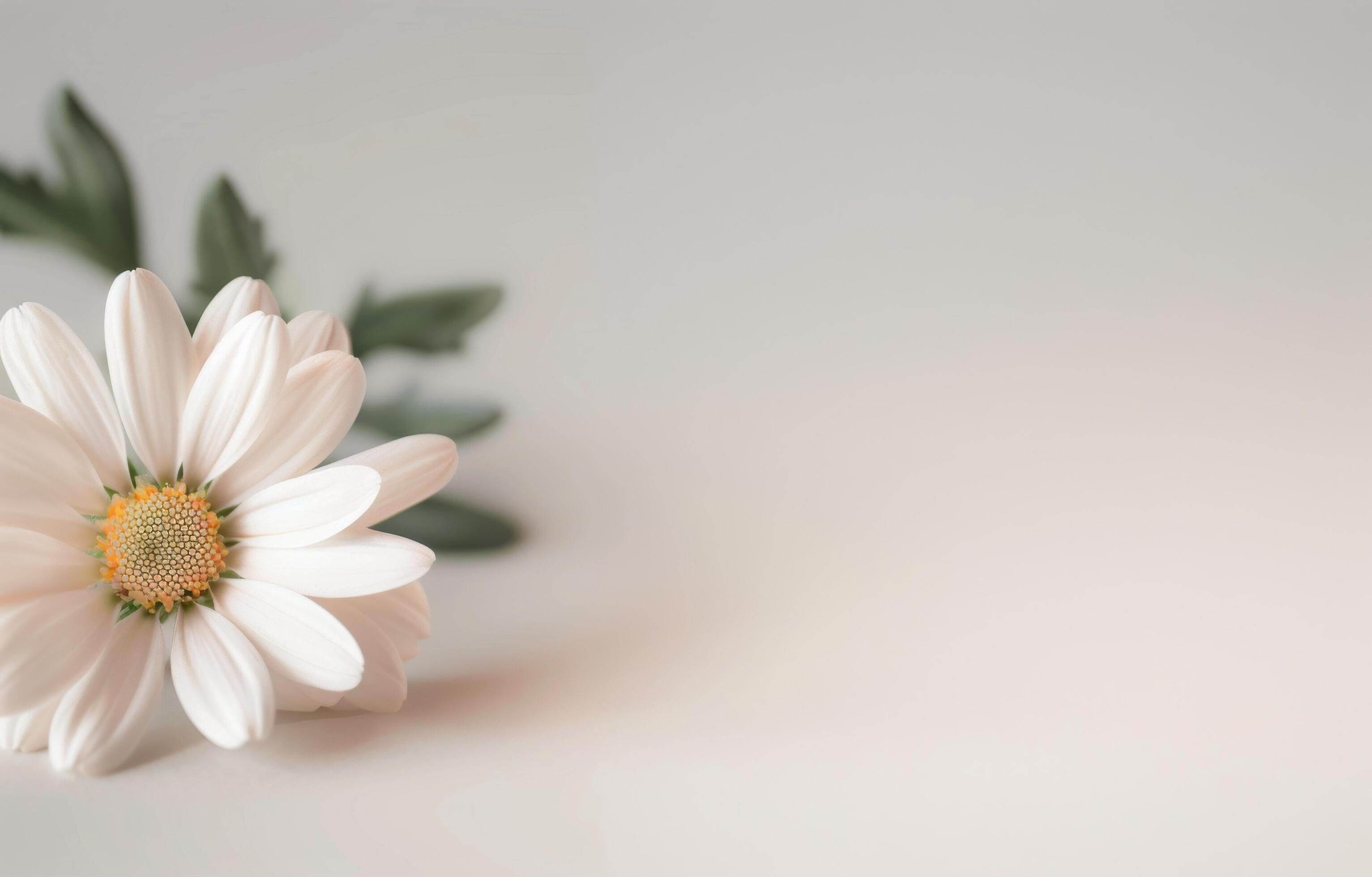 Single White Daisy on White Background Stock Free