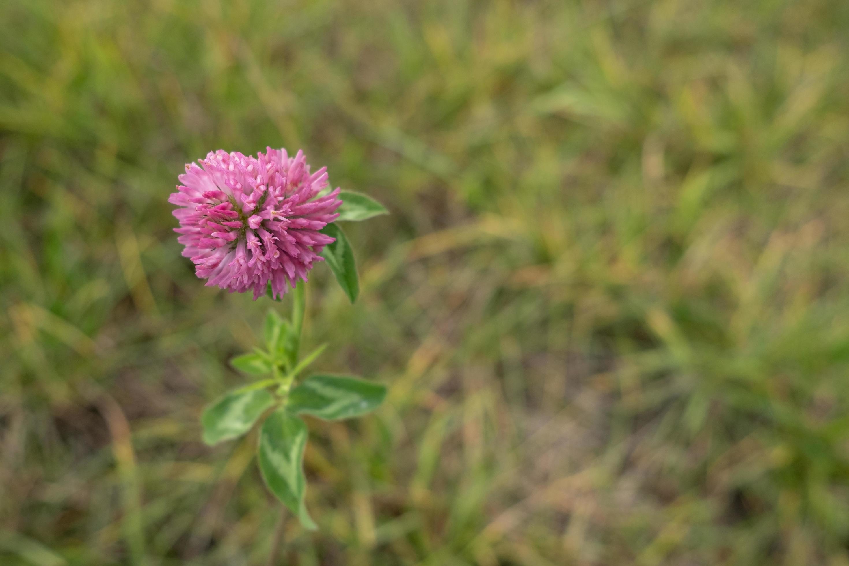 Red clover flower on a blurred background of grass, on an autumn day. Copy space. Stock Free