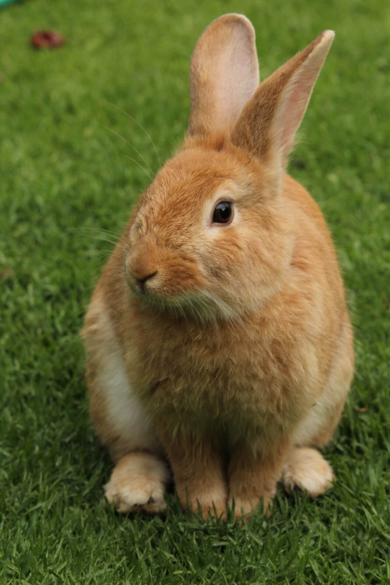 Rabbit on Field Stock Free