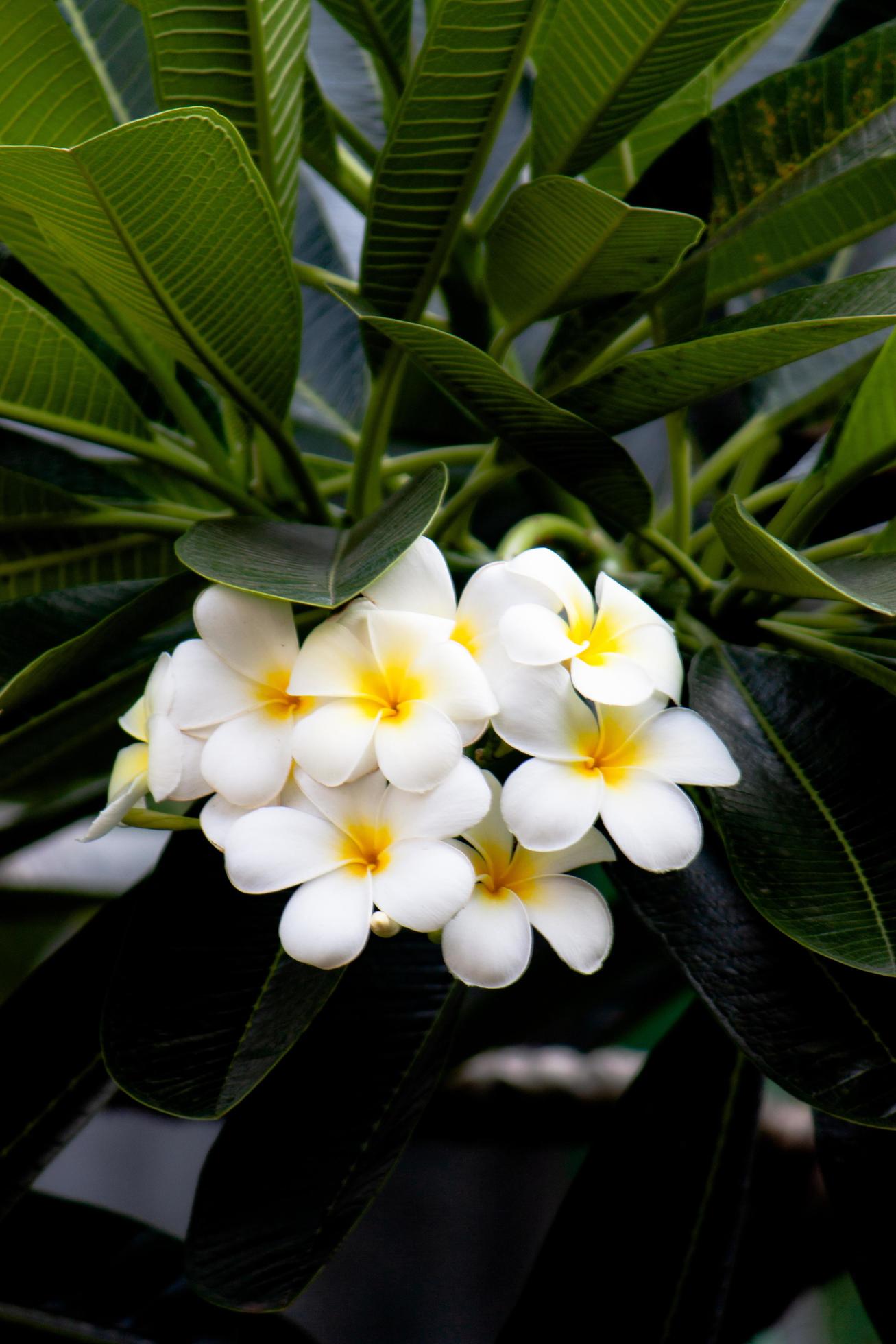 plumeria flower in the garden Stock Free