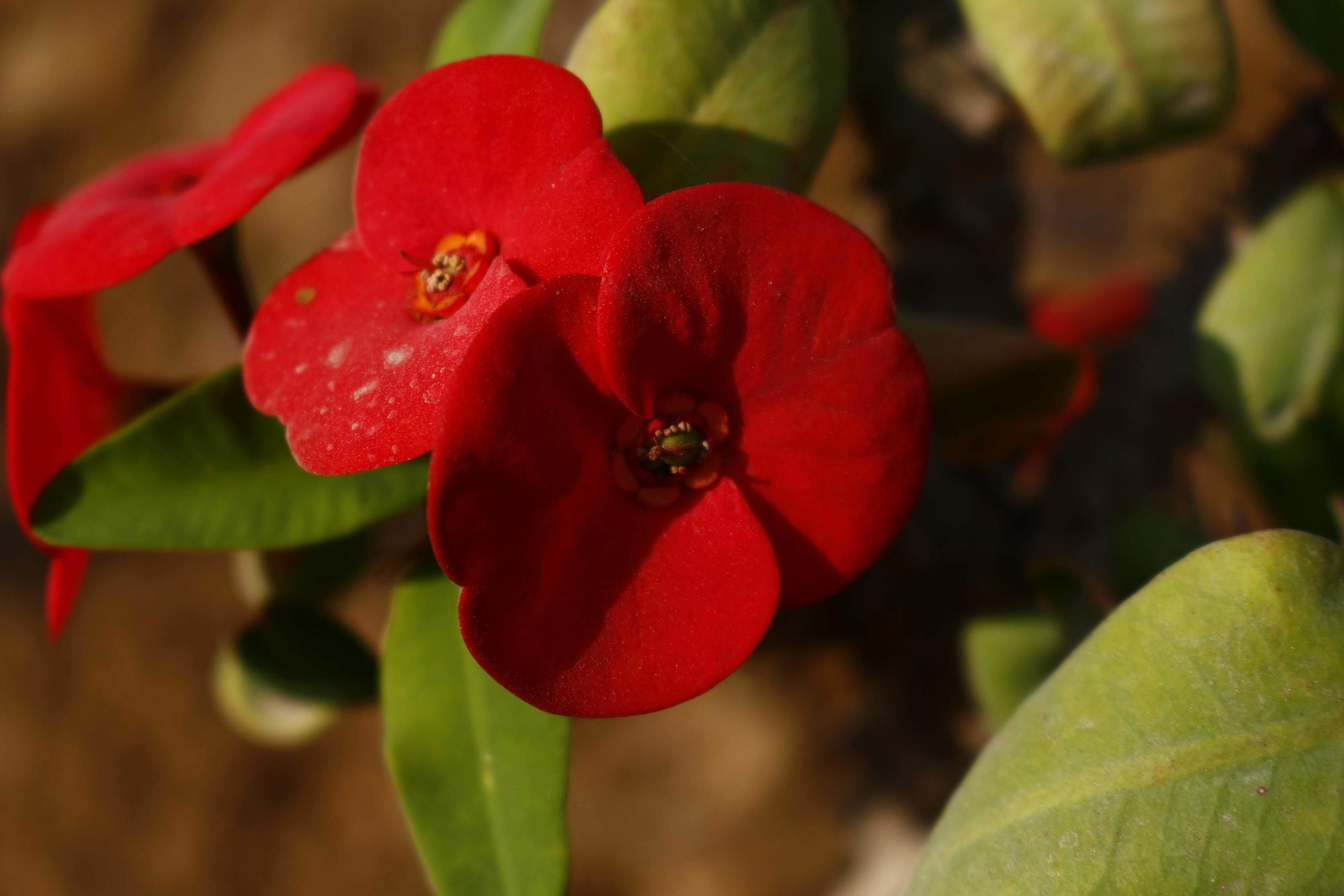 Flowering Plants in Outdoor Garden in Karachi Pakistan 2022 Stock Free